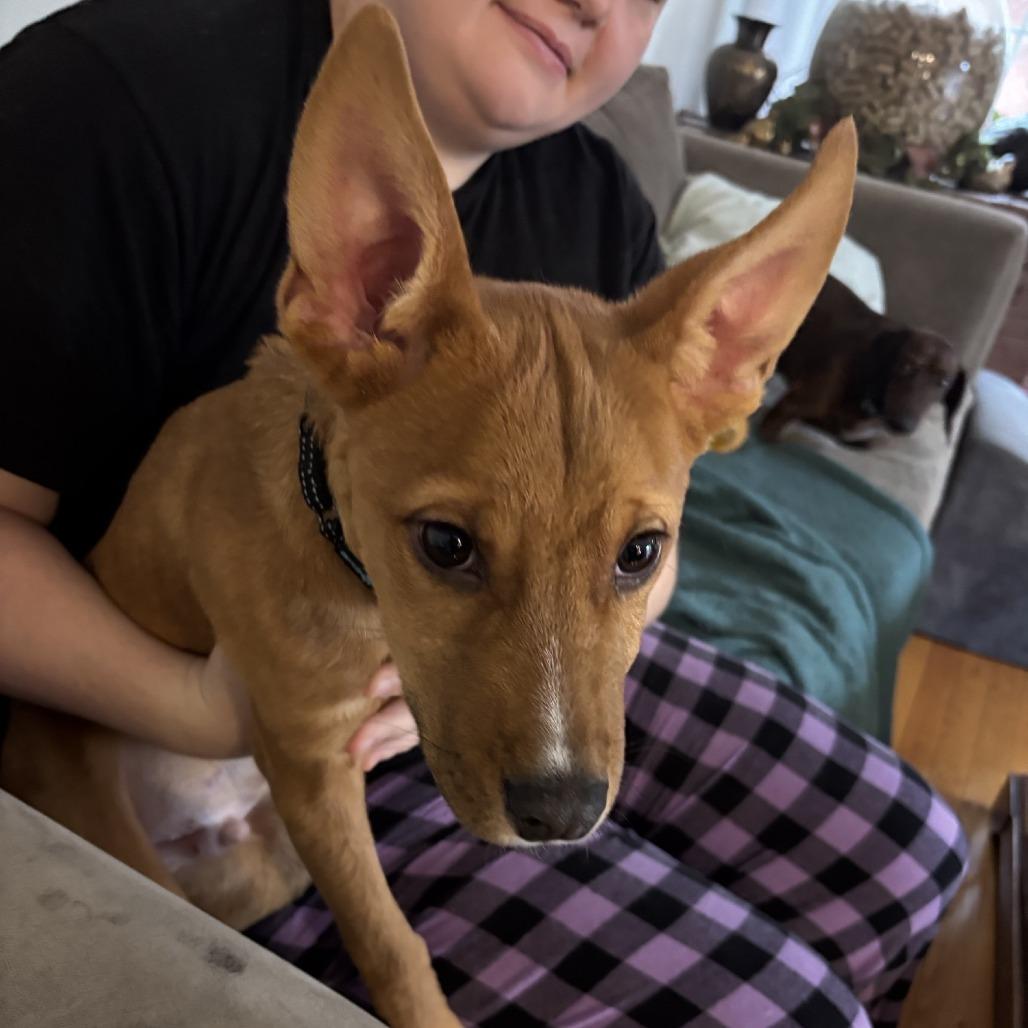 Roman, Adoptable, Young Male Mixed Breed.