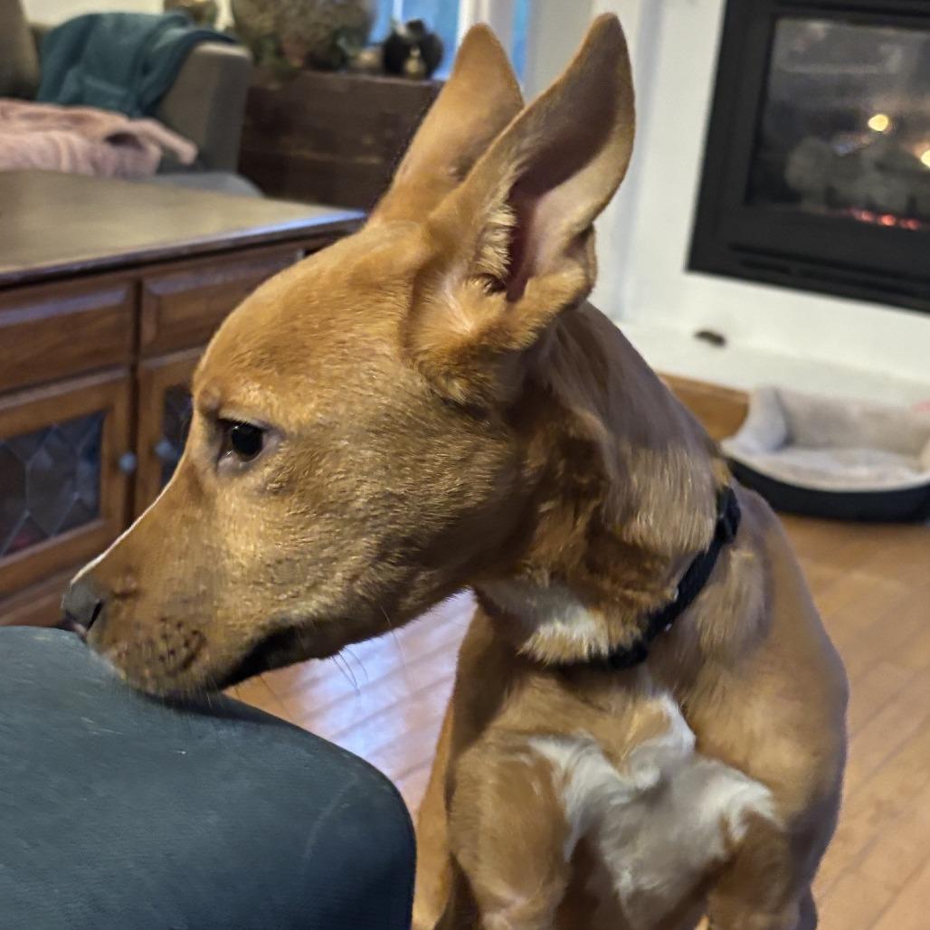 Enlarge Roman, a Adoptable Mixed Breed in Columbia, MO image 3/6