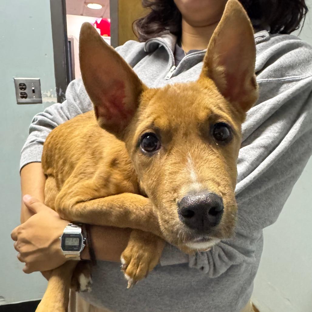 Enlarge Roman, a Adoptable Mixed Breed in Columbia, MO image 4/6