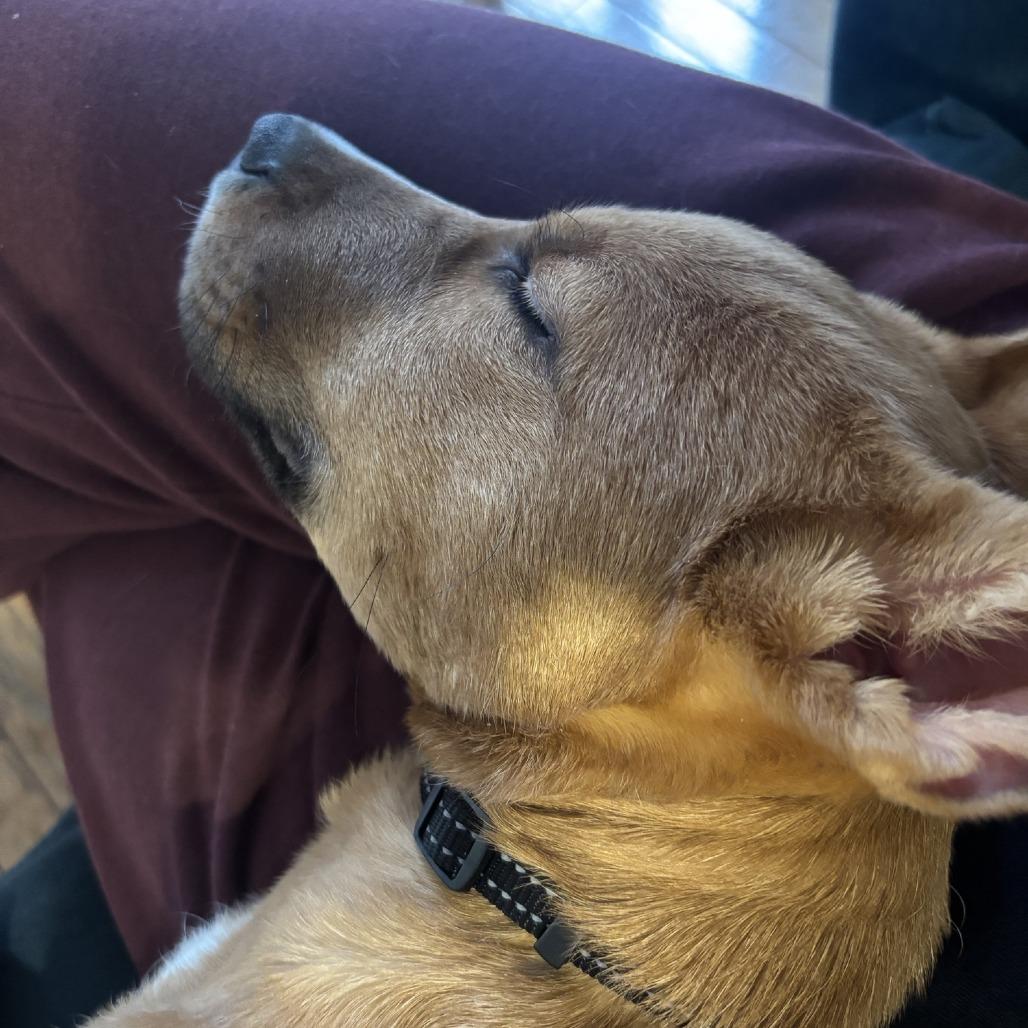 Enlarge Roman, a Adoptable Mixed Breed in Columbia, MO image 5/6