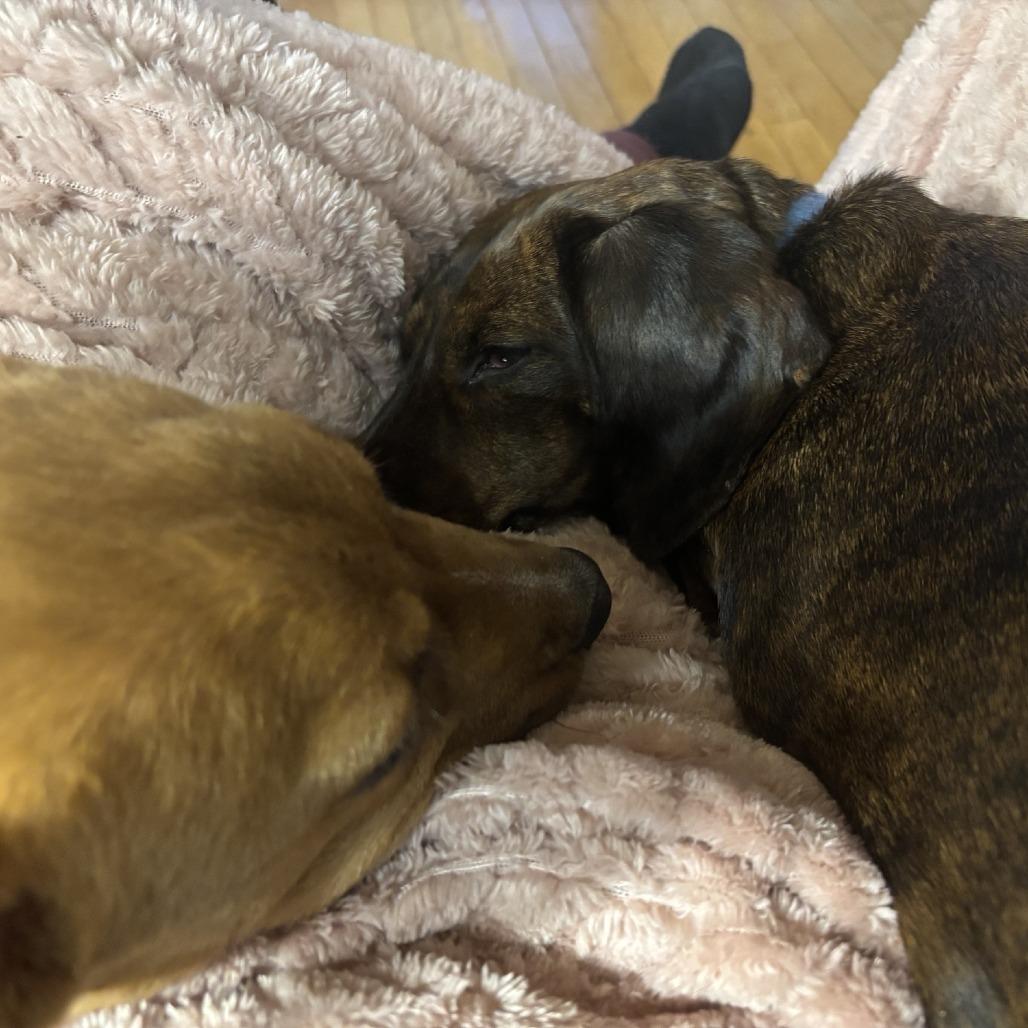 Enlarge Roman, a Adoptable Mixed Breed in Columbia, MO image 6/6