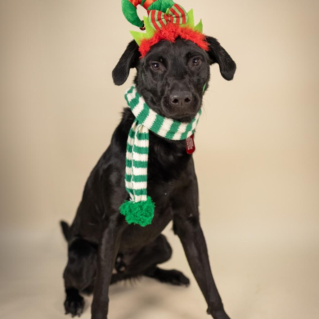 Gibby, Adoptable, Young Male Mixed Breed.