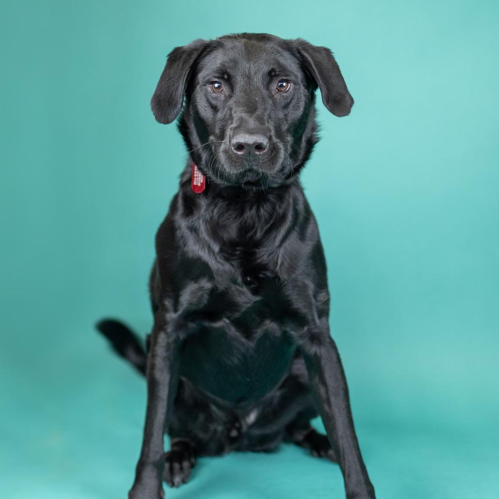 Enlarge Gibby, a Adoptable Mixed Breed in Portland, OR image 2/3