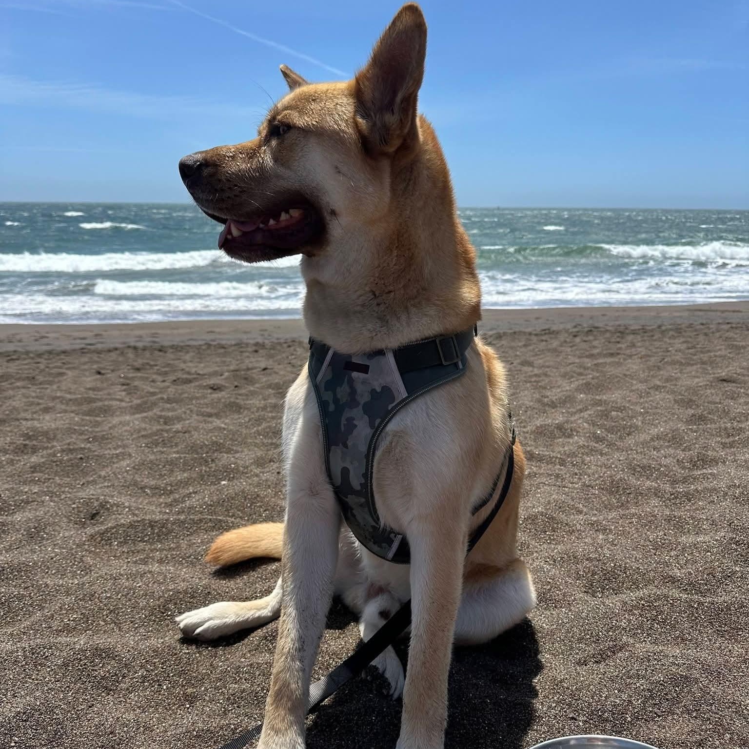 Enlarge Buddy, a ADOPTABLE mixed breed in Concord, CA image 2/5