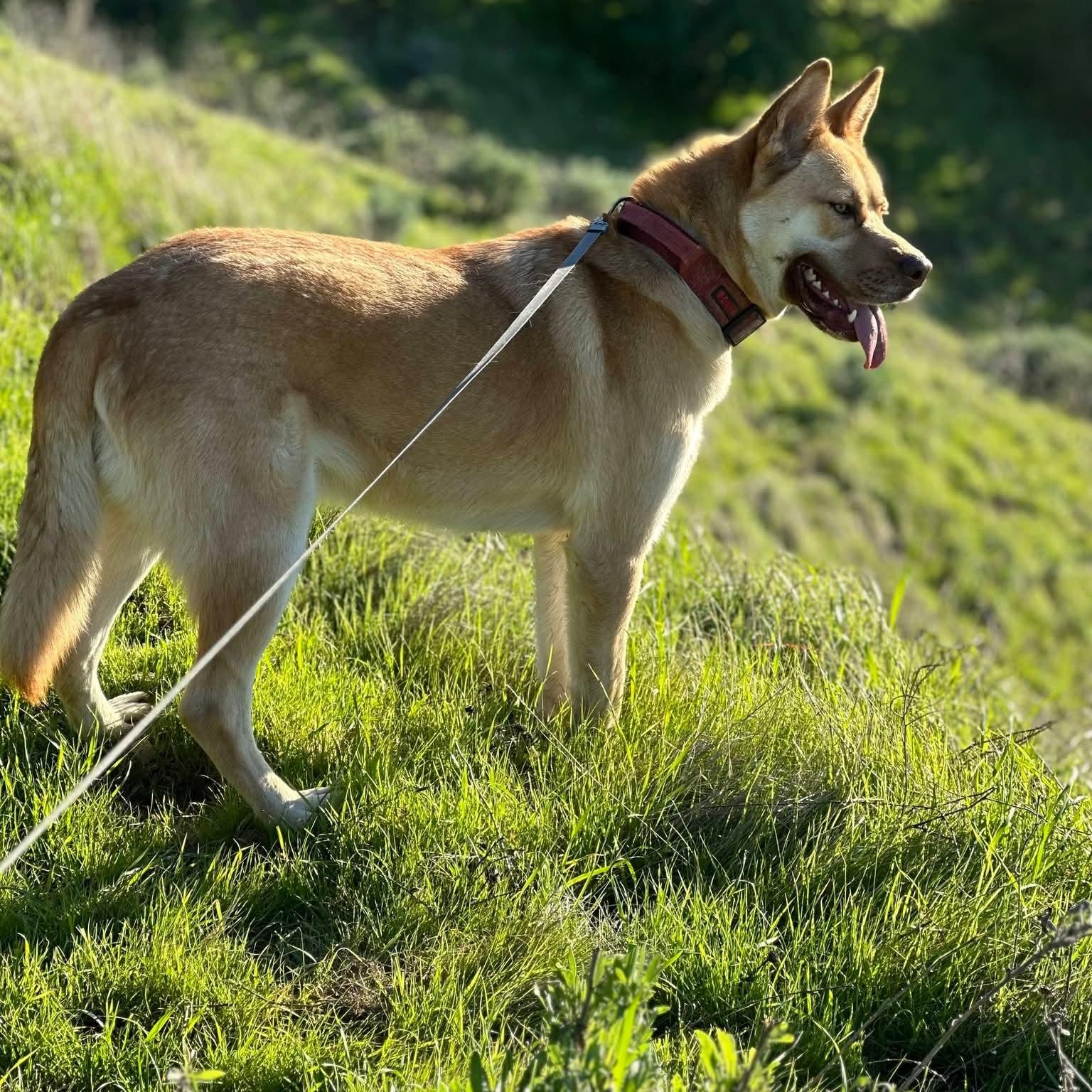 Enlarge Buddy, a ADOPTABLE mixed breed in Concord, CA image 4/5