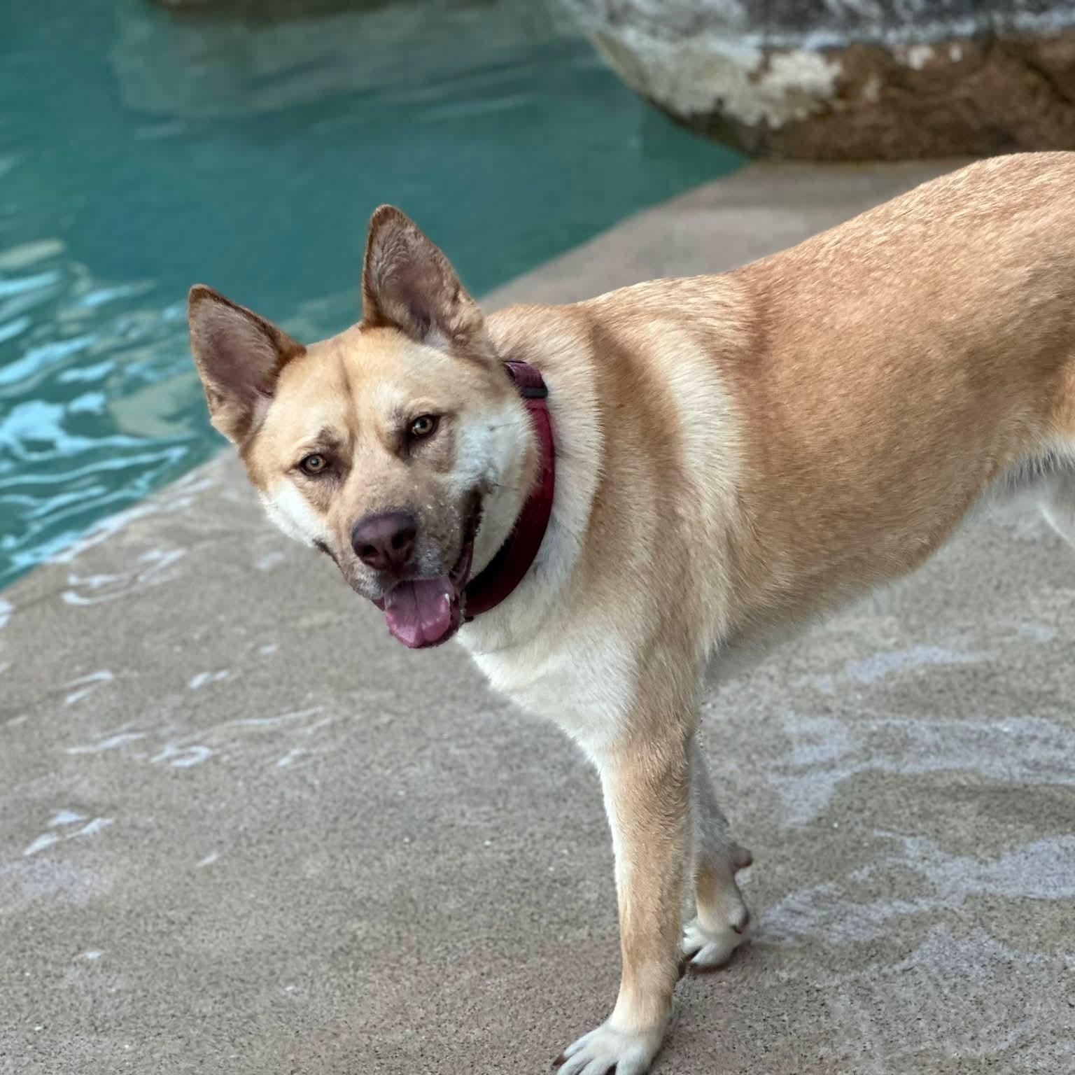 Enlarge Buddy, a ADOPTABLE mixed breed in Concord, CA image 1/5