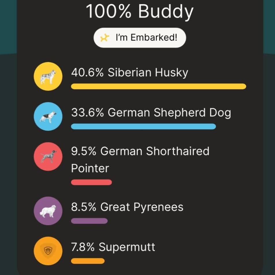 Enlarge Buddy, a ADOPTABLE mixed breed in Concord, CA image 5/5