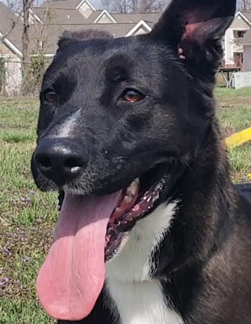 Enlarge THADEUS, a Adoptable mixed breed in Rogers, AR image 1/1