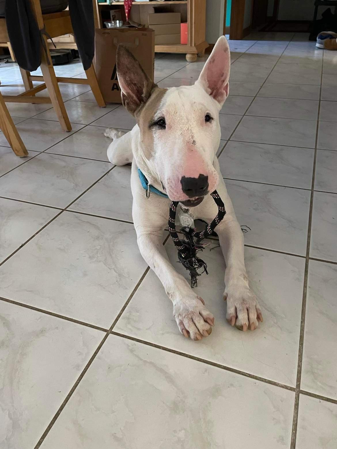 Enlarge 23-026 Sam Mackenzie Good, a Adopted Bull Terrier in New York, NY image 1/1