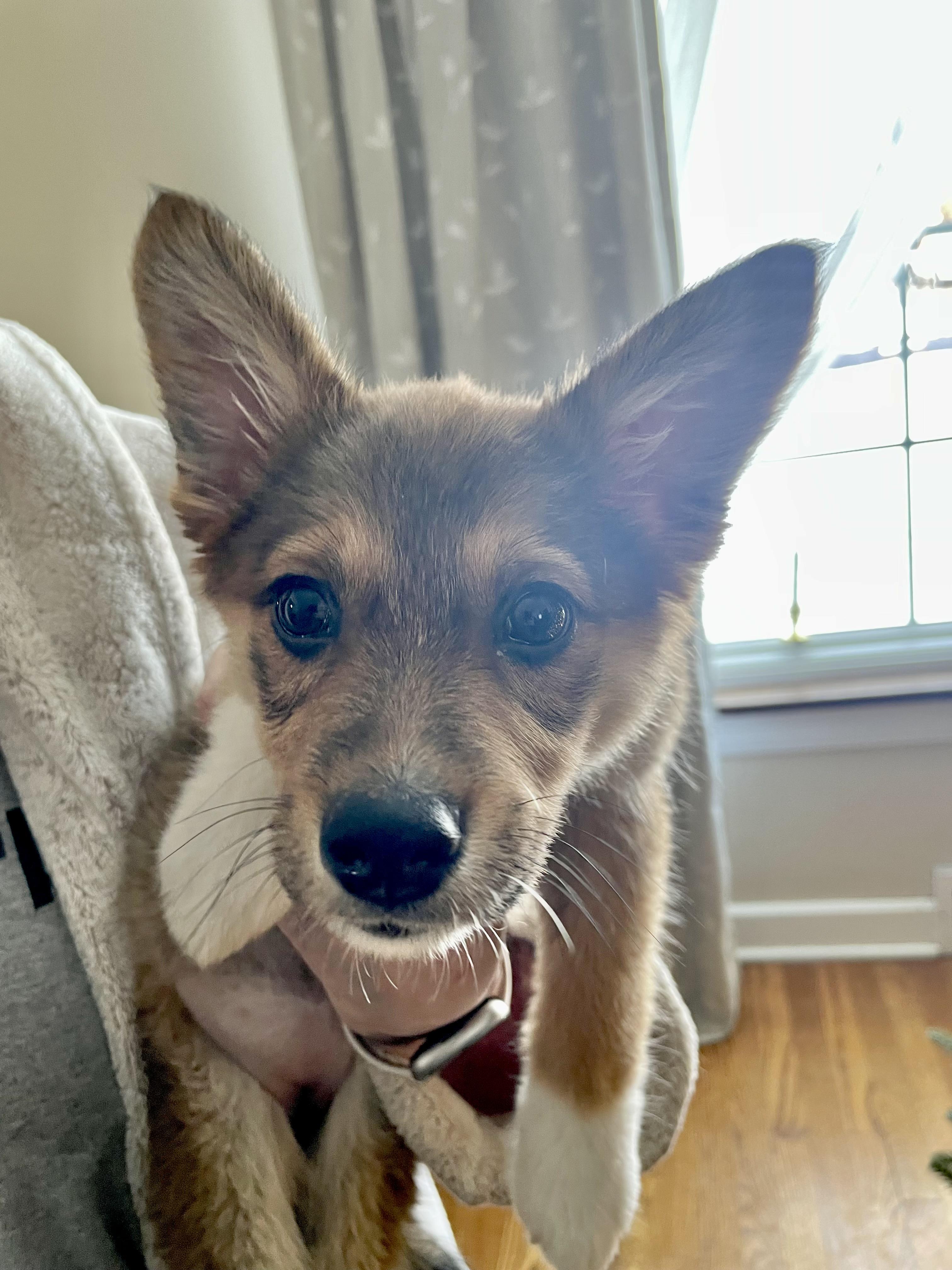 Glow, an adoption pending mixed breed in Boardman, OH image 1/5