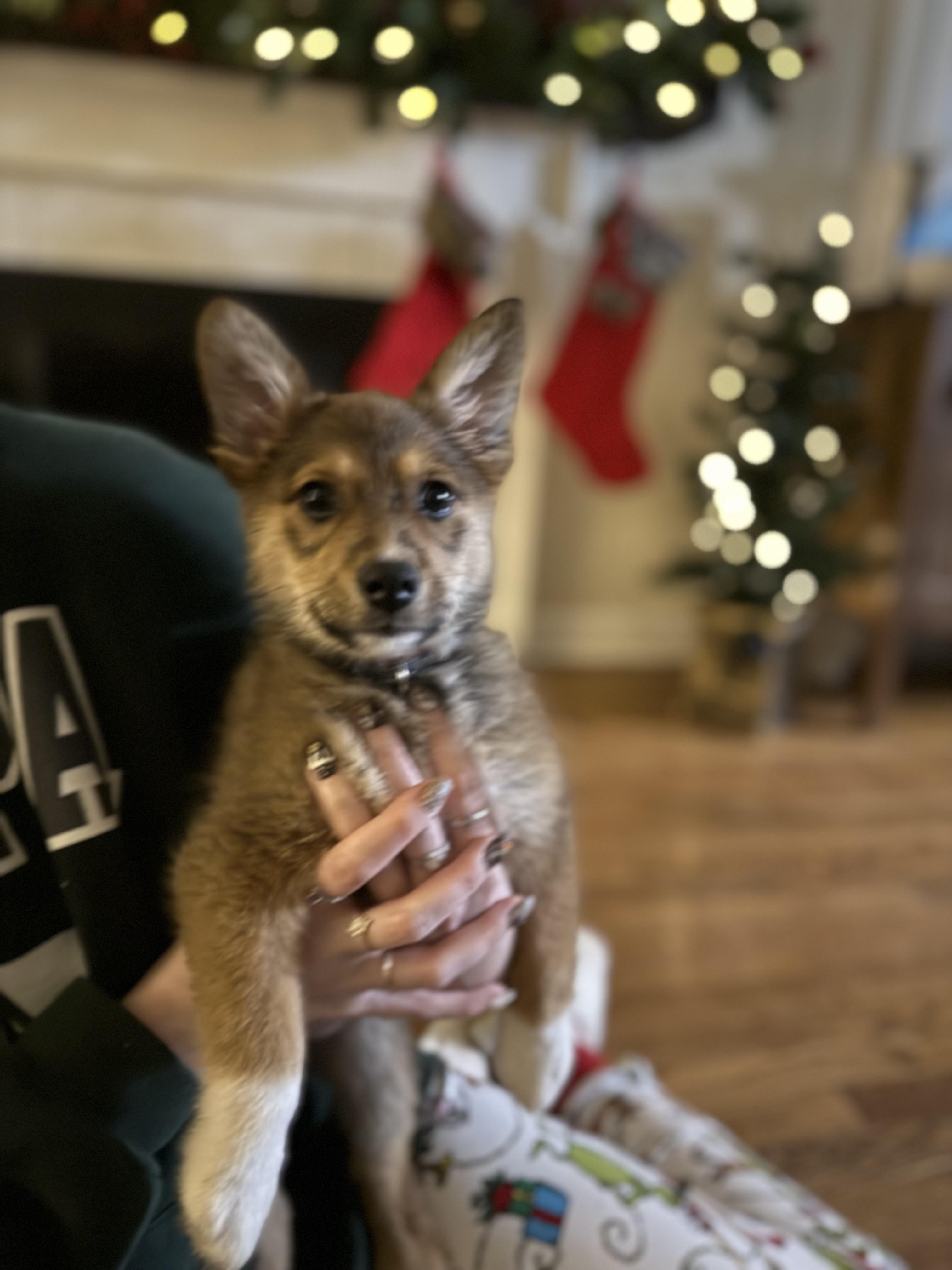 Glow, an adoption pending mixed breed in Boardman, OH image 2/5