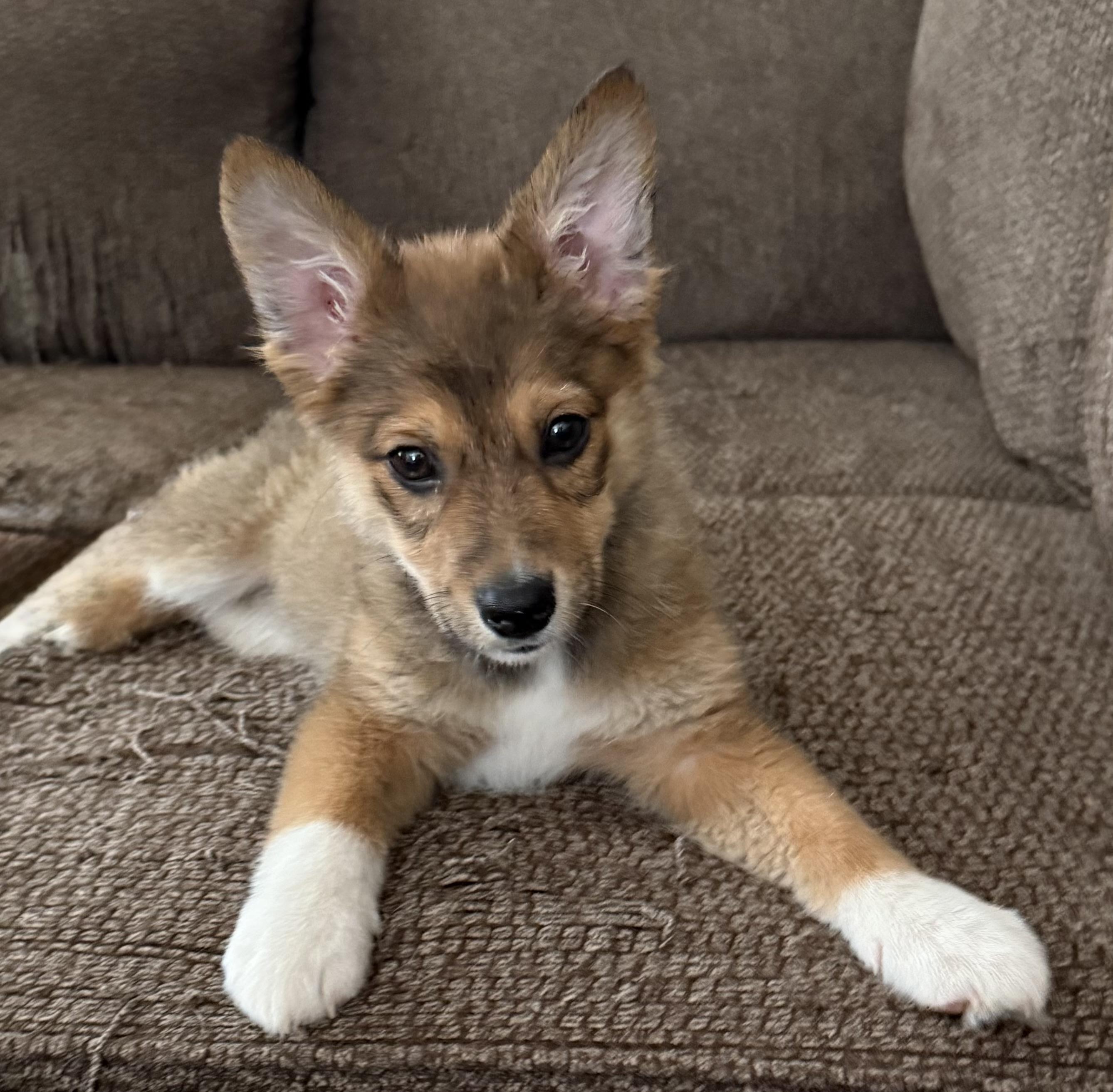 Glow, an adoption pending mixed breed in Boardman, OH image 3/5