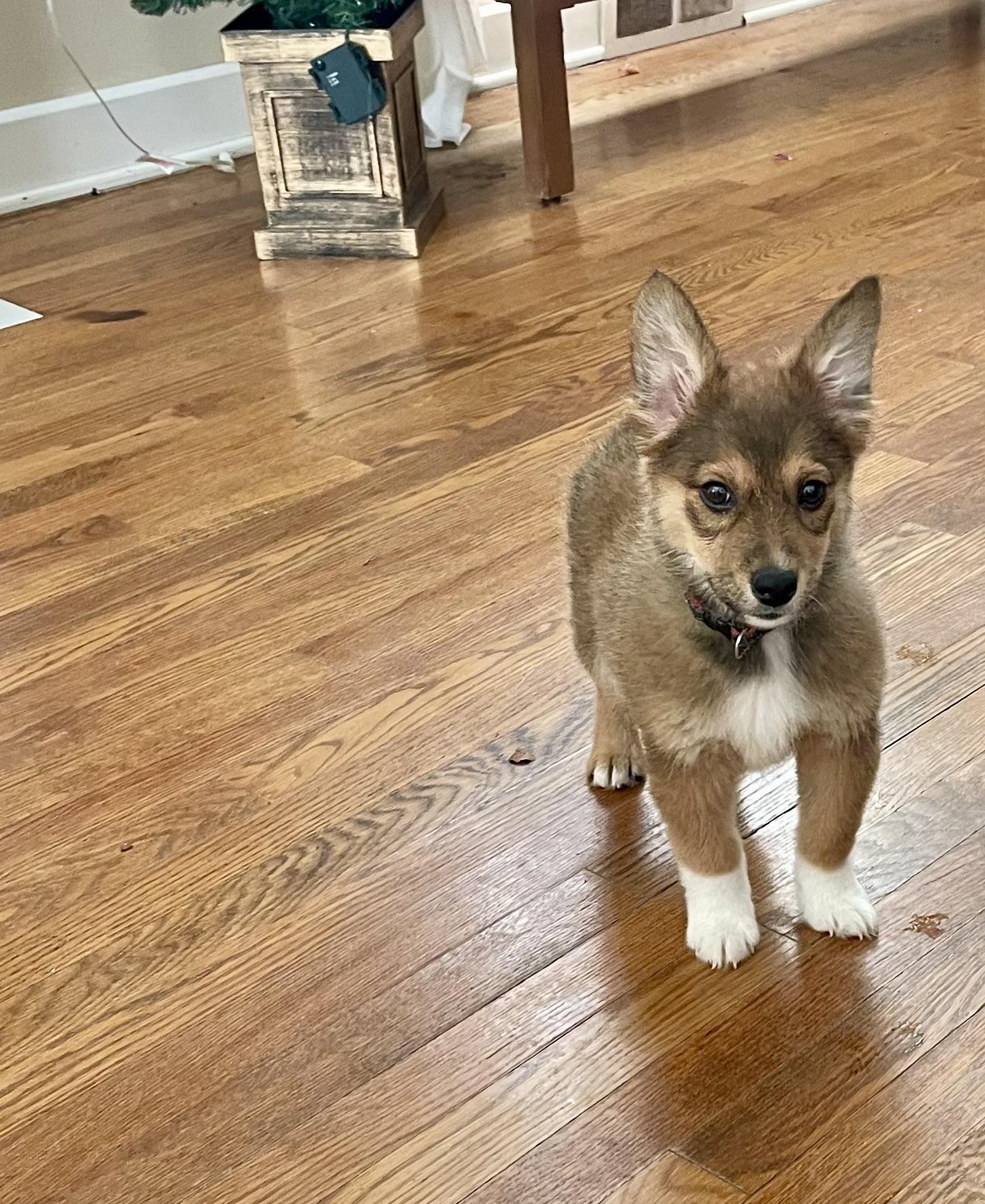 Glow, an adoption pending mixed breed in Boardman, OH image 4/5