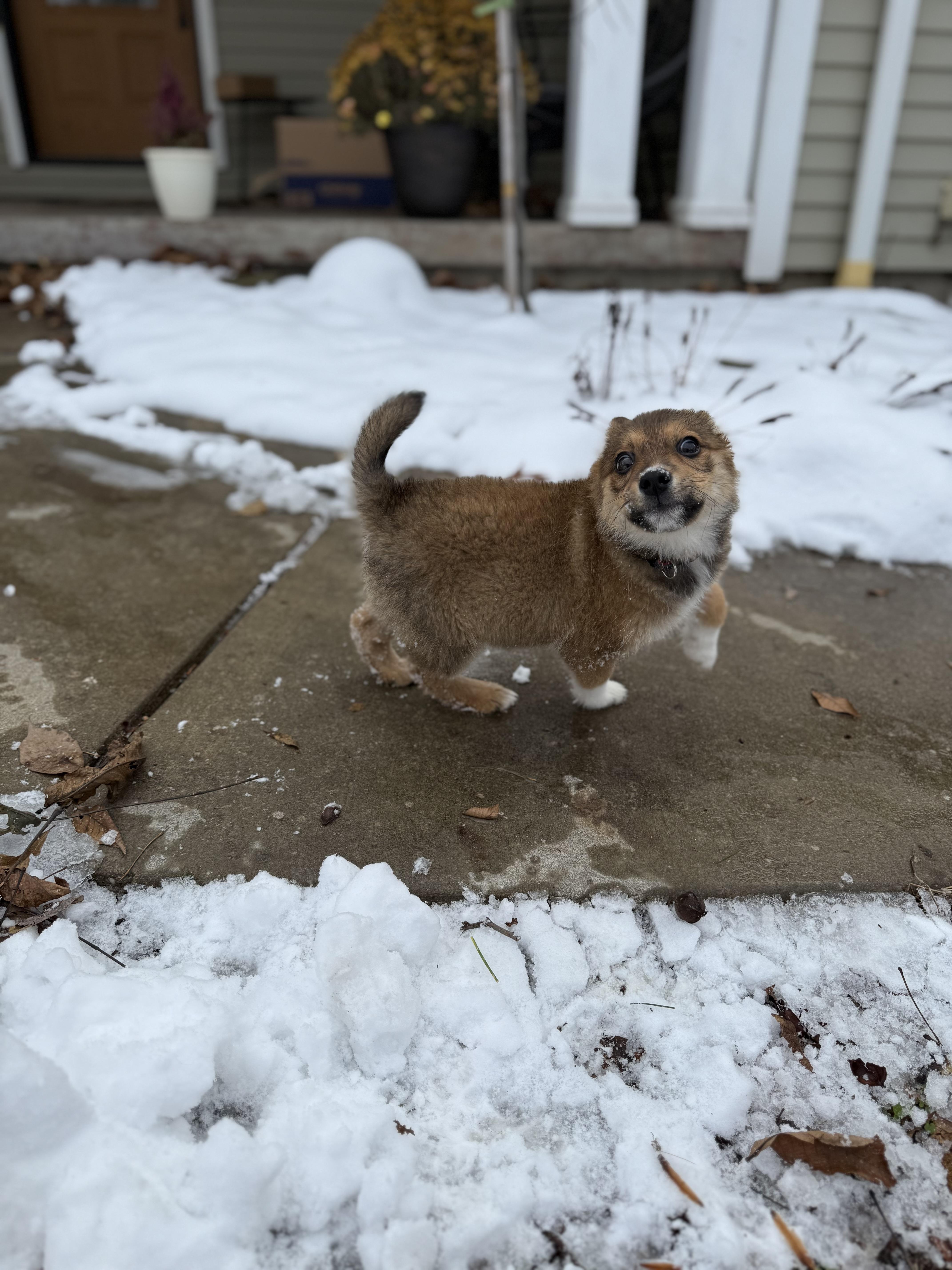 Glow, an adoption pending mixed breed in Boardman, OH image 5/5