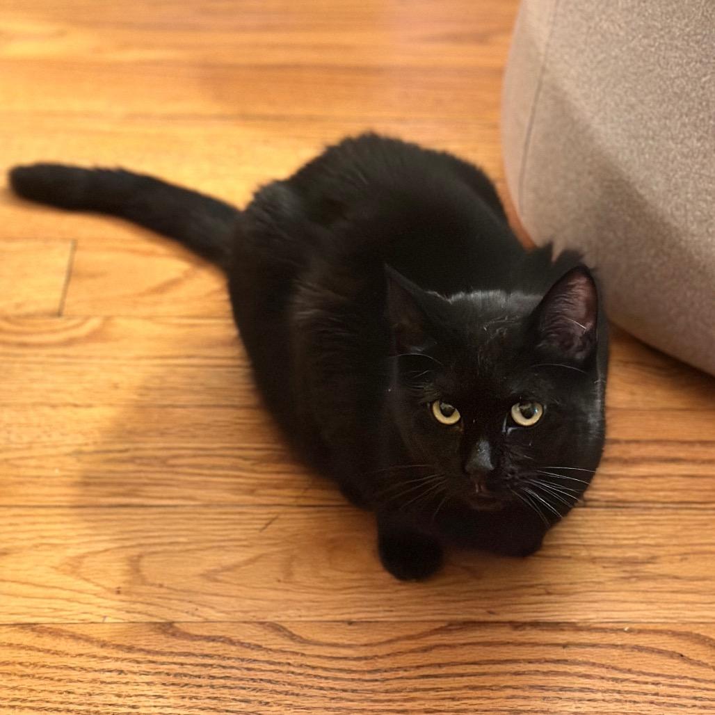 Enlarge Jojo & Tiramisu - Shy Sweet Girls, a Adoptable Domestic Short Hair in Brooklyn, NY image 4/6