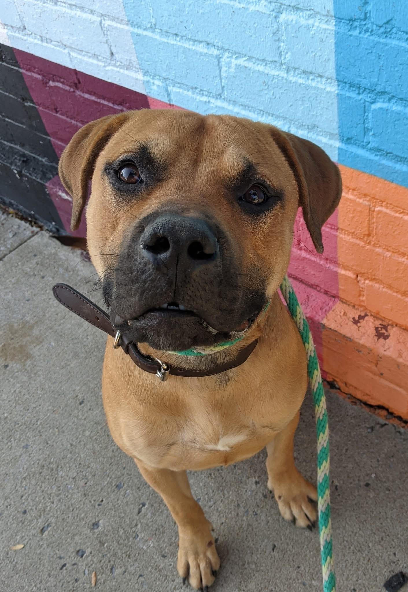 Bark Walhberg, Adoptable, Young Male Pit Bull Terrier.