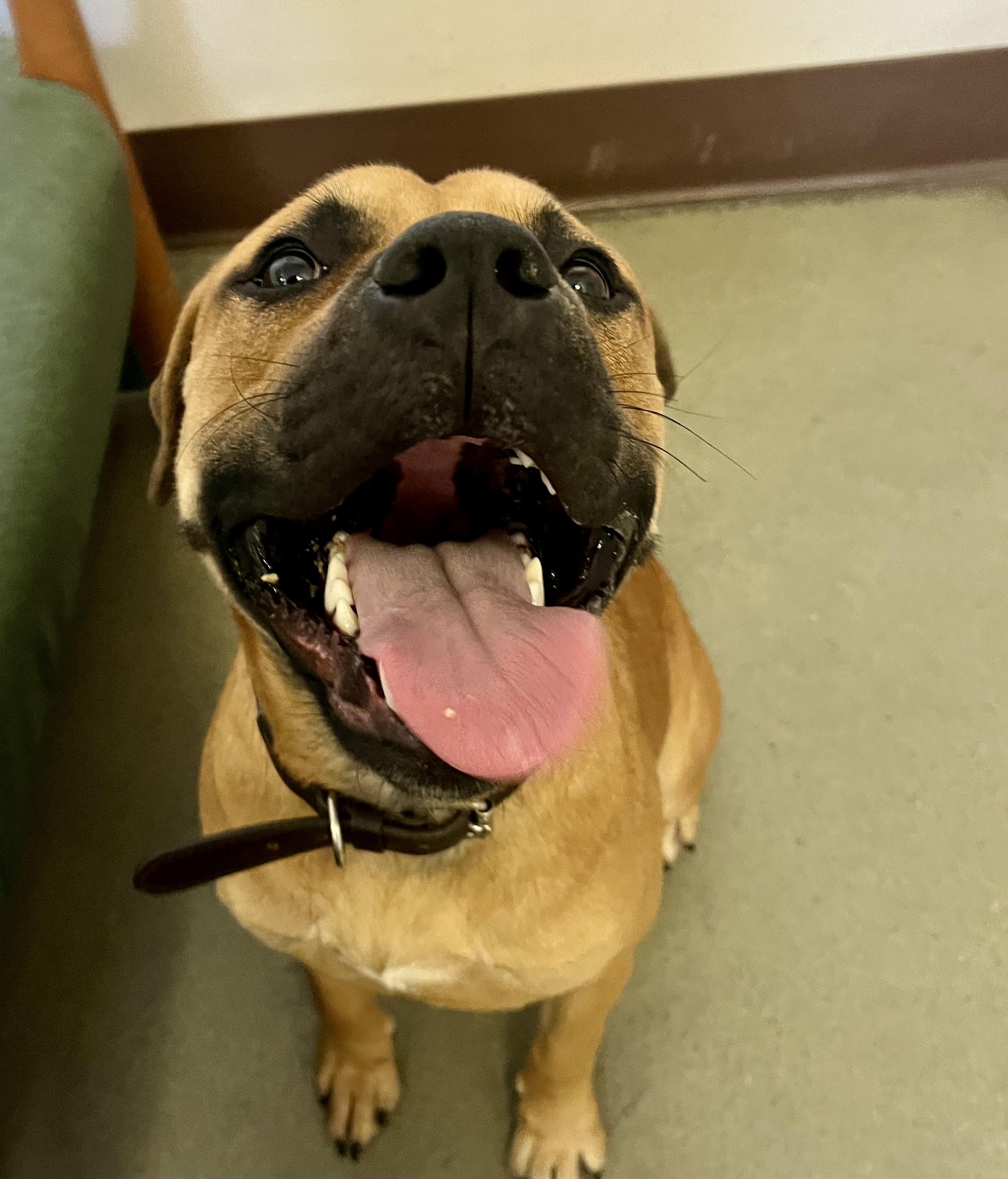 Bark Walhberg, a Adoptable mixed breed in Buffalo, NY image 4/6