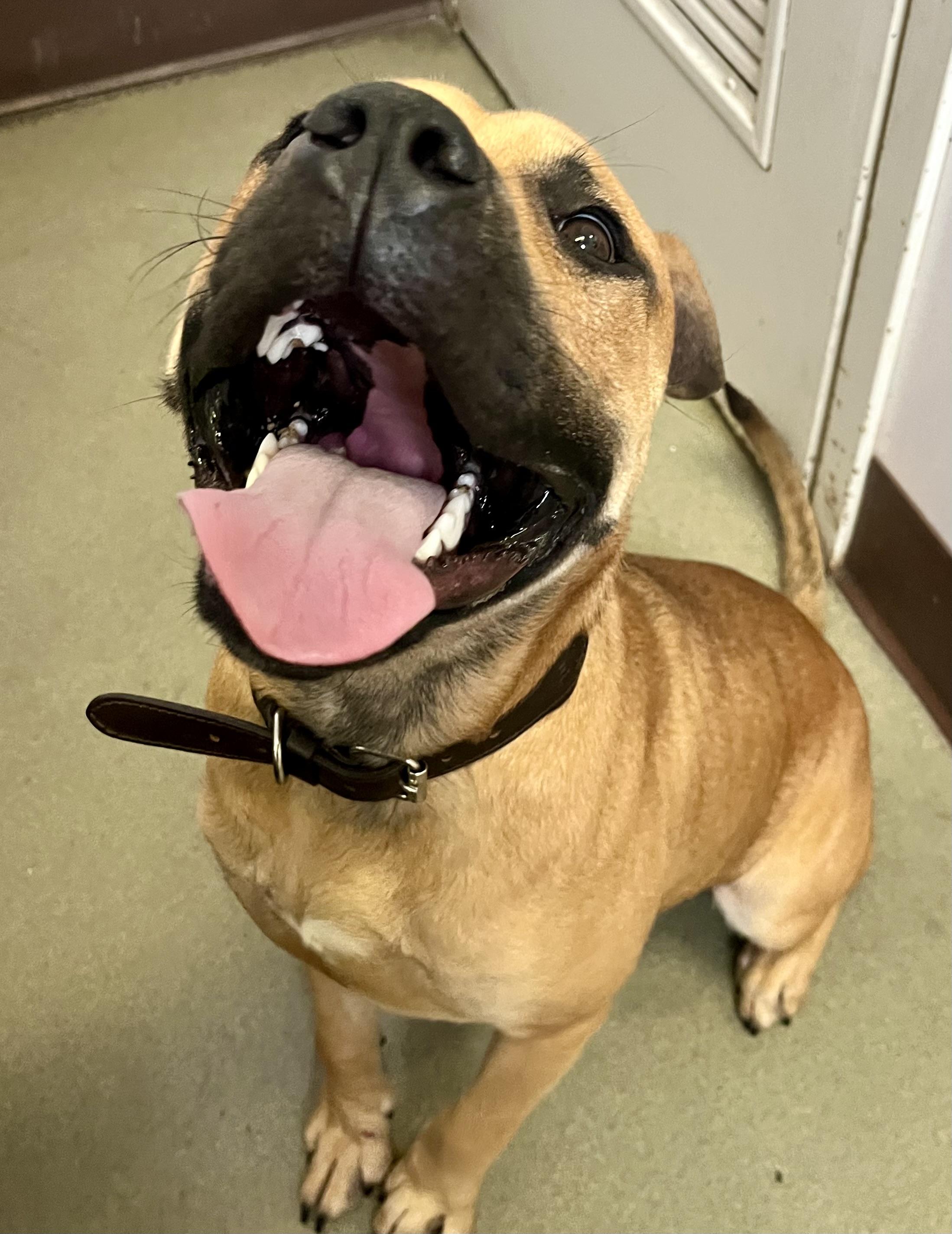 Bark Walhberg, a Adoptable mixed breed in Buffalo, NY image 5/6