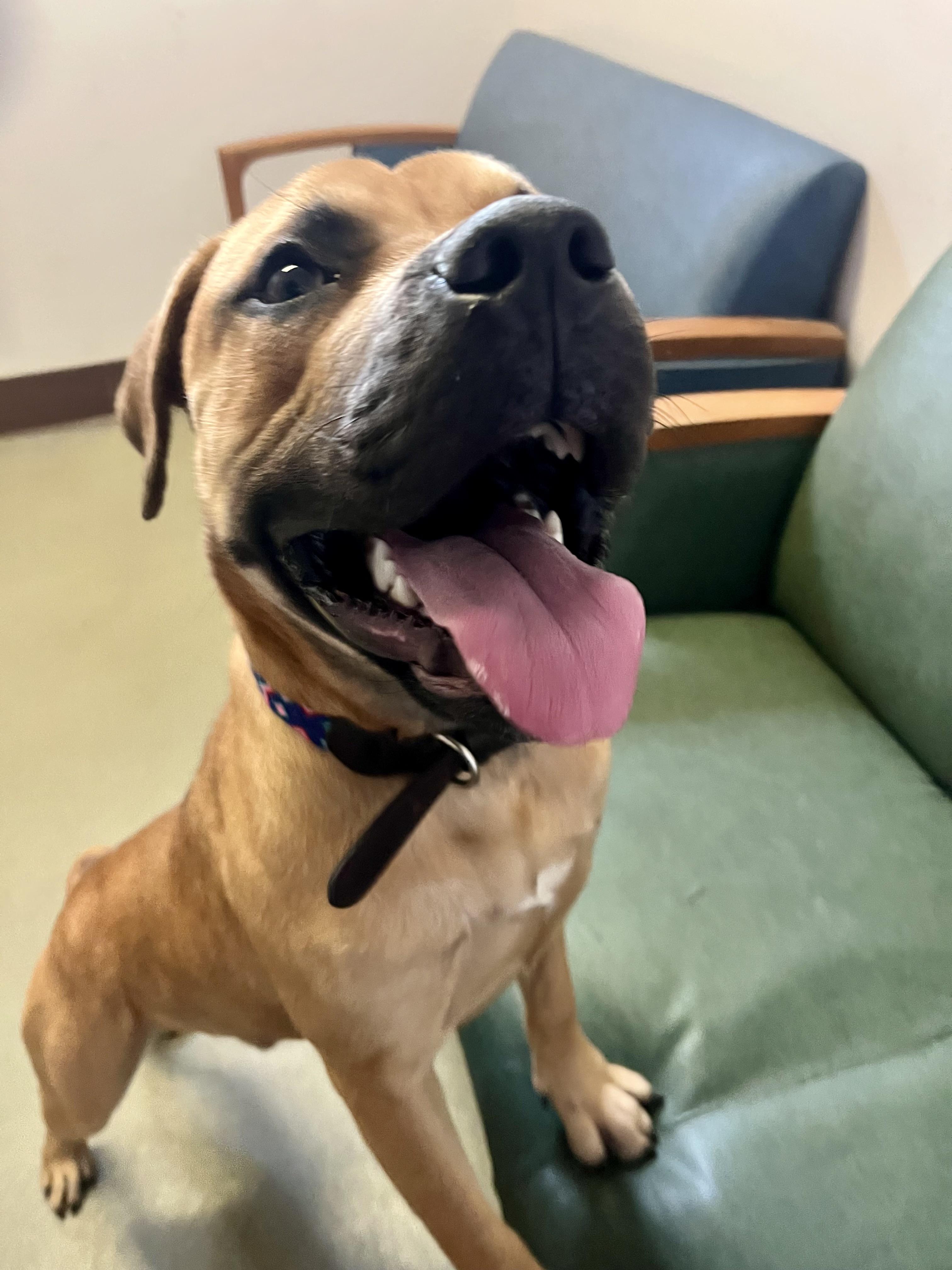 Bark Walhberg, a Adoptable mixed breed in Buffalo, NY image 2/6