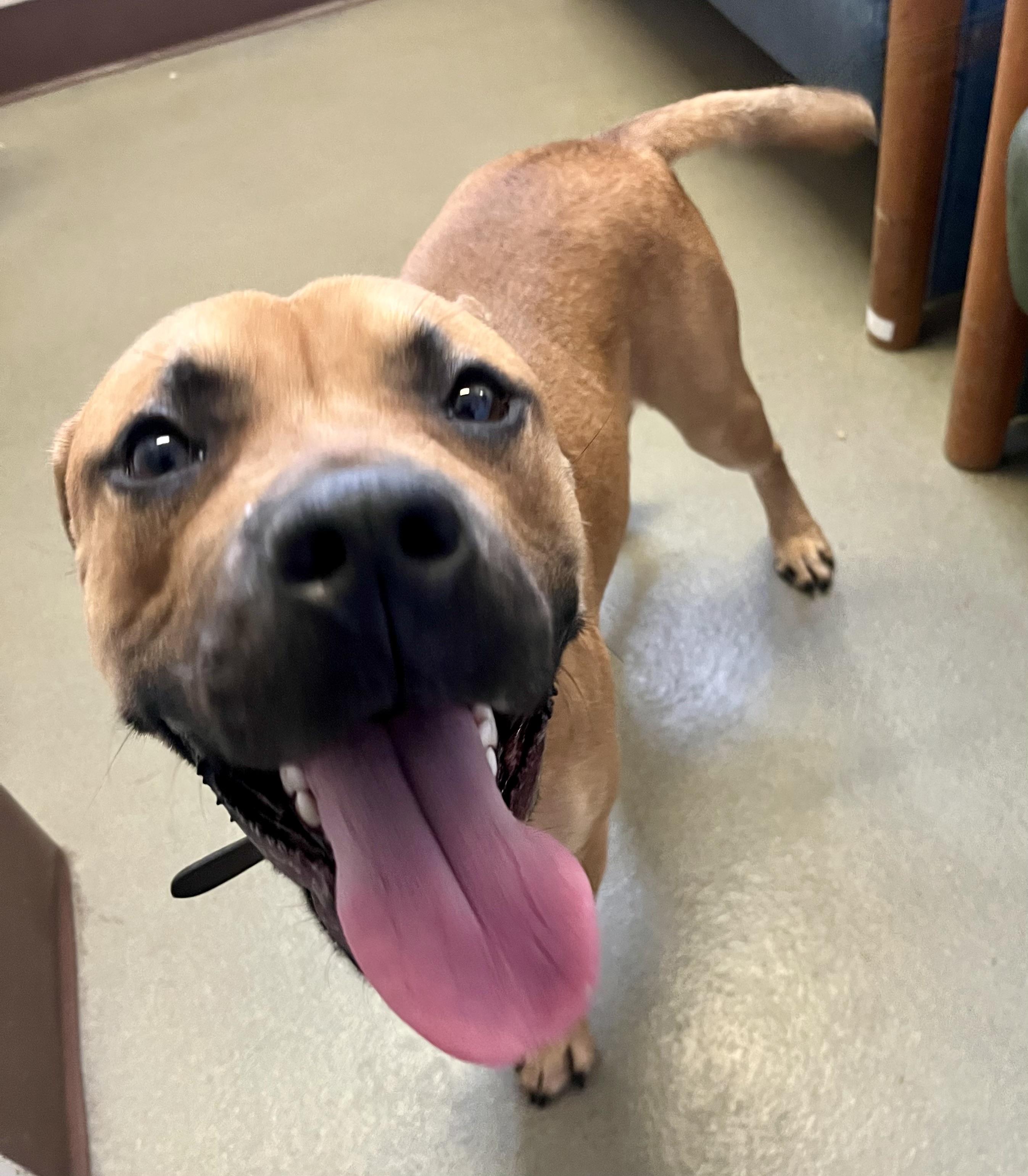 Bark Walhberg, a Adoptable mixed breed in Buffalo, NY image 6/6