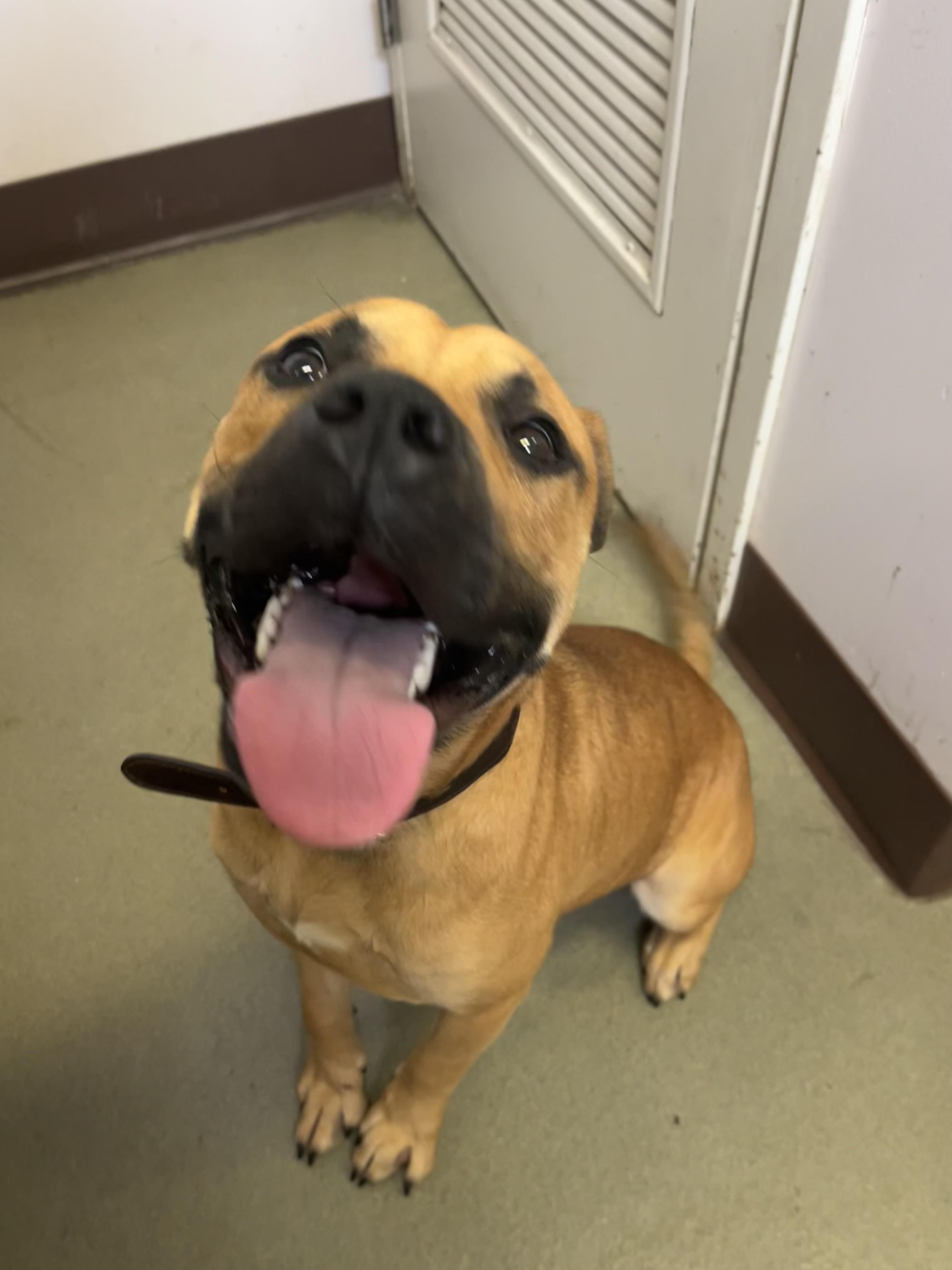 Bark Walhberg, a Adoptable mixed breed in Buffalo, NY image 3/6