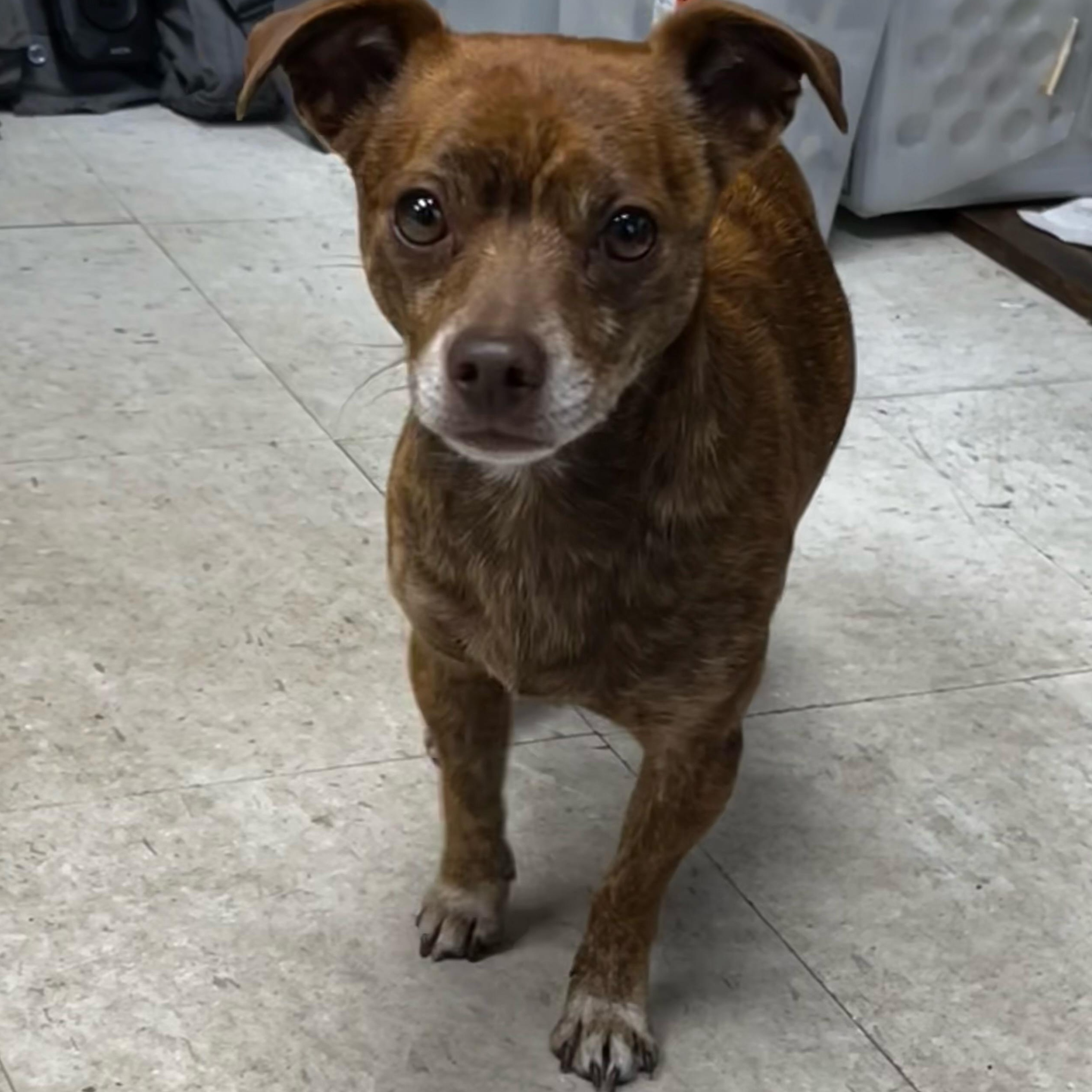 Anthony, adopted, Adult Male Chihuahua.