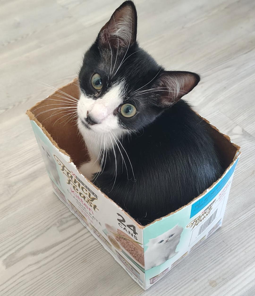 Elvis, a ADOPTABLE Domestic Short Hair in Terrell, TX image 2/4