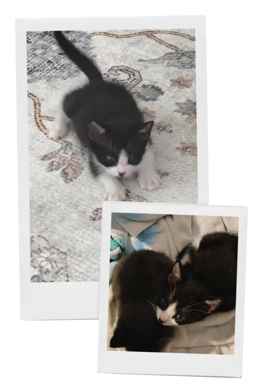 Elvis, a ADOPTABLE Domestic Short Hair in Terrell, TX image 2/2