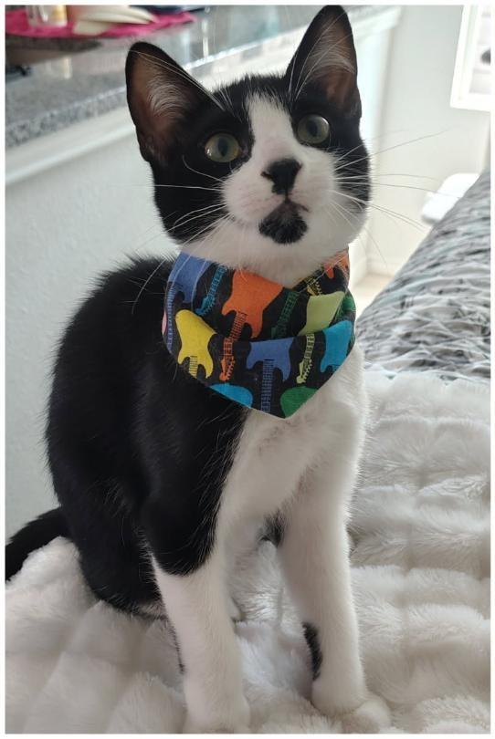 Elvis, ADOPTABLE, Kitten Male Domestic Short Hair.