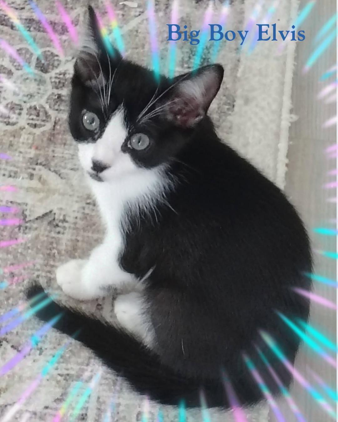 Elvis, ADOPTABLE, Kitten Male Domestic Short Hair.