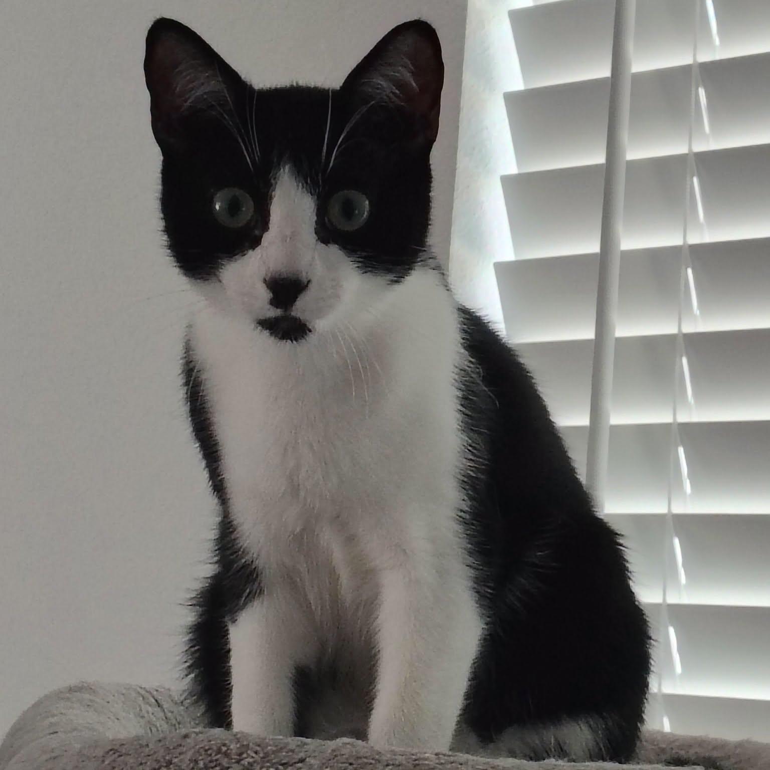 Elvis, Adoptable, Young Male Domestic Short Hair.