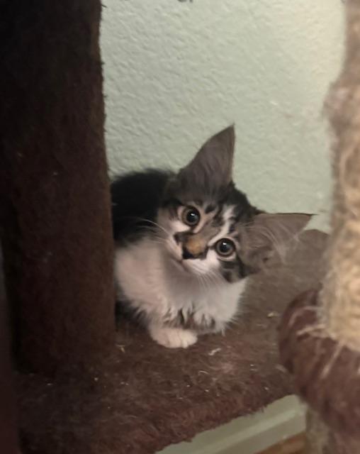 Michael, a ADOPTABLE Domestic Long Hair in Las Vegas, NV image 2/2