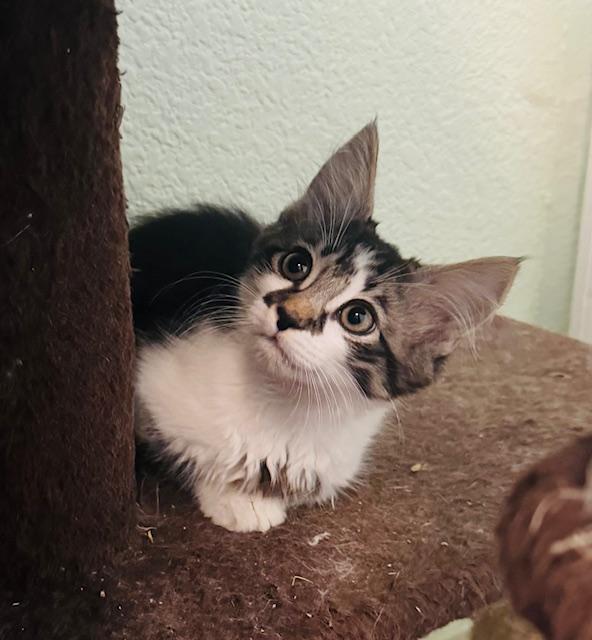 Michael, ADOPTABLE, Kitten Male Domestic Long Hair.