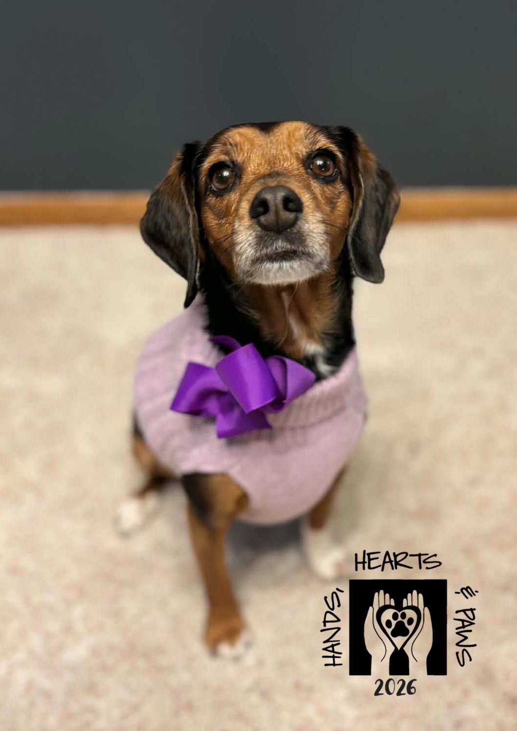 Enlarge Paige & Whinnie (bonded pair), a Adoptable mixed breed in Omaha, NE image 4/5
