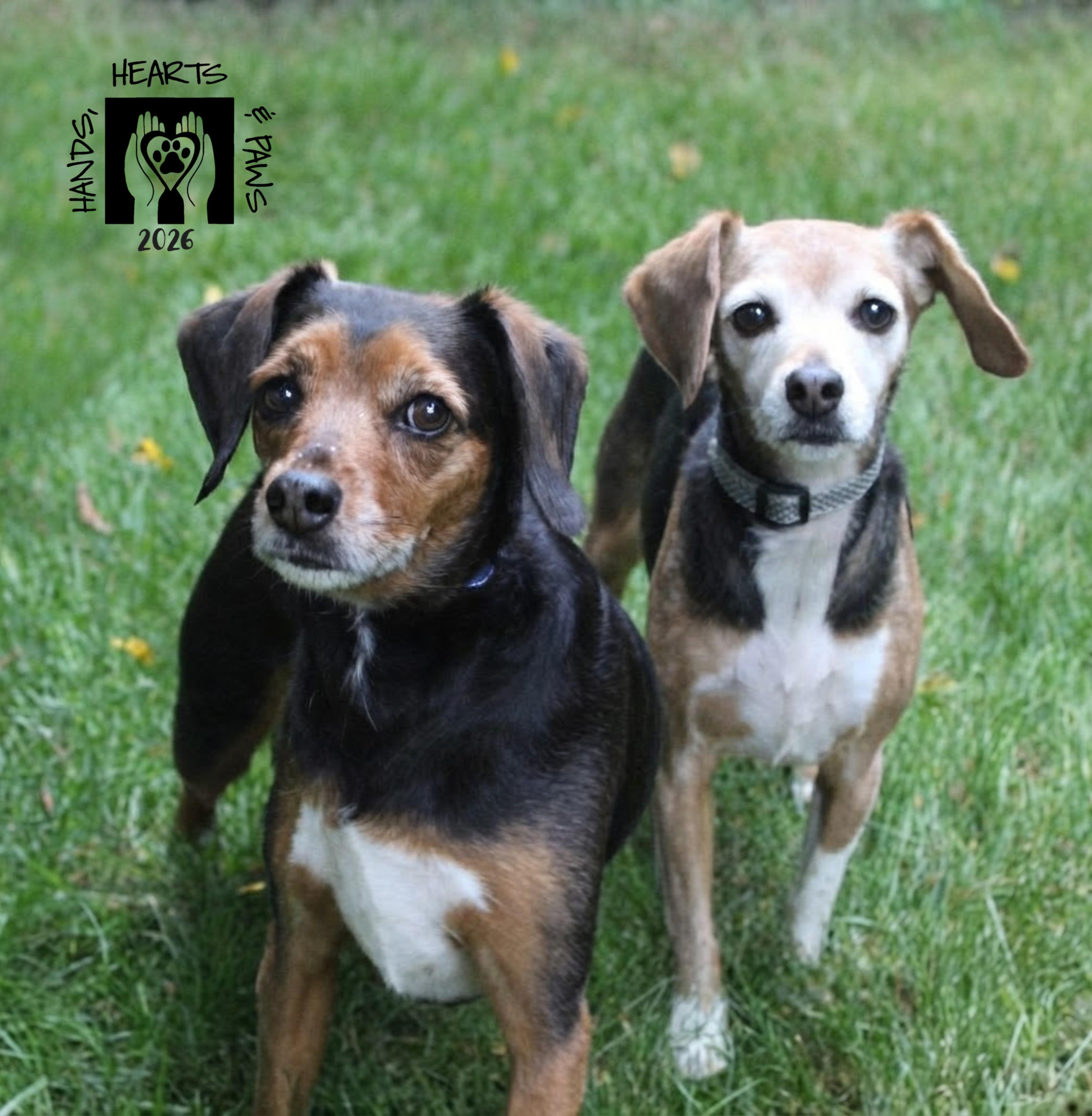 Enlarge Paige & Whinnie (bonded pair), a Adoptable mixed breed in Omaha, NE image 2/5