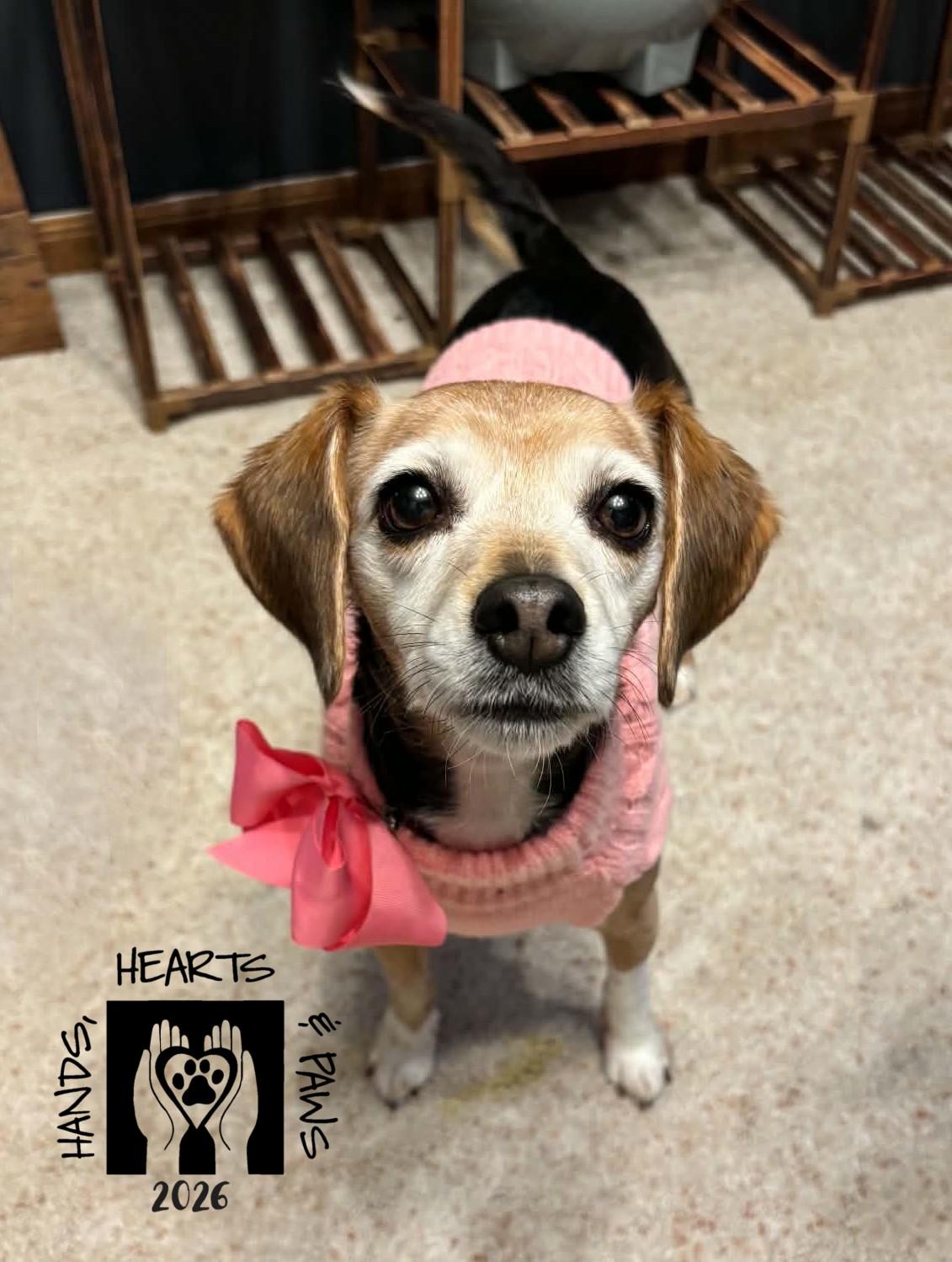 Enlarge Paige & Whinnie (bonded pair), a Adoptable mixed breed in Omaha, NE image 5/5