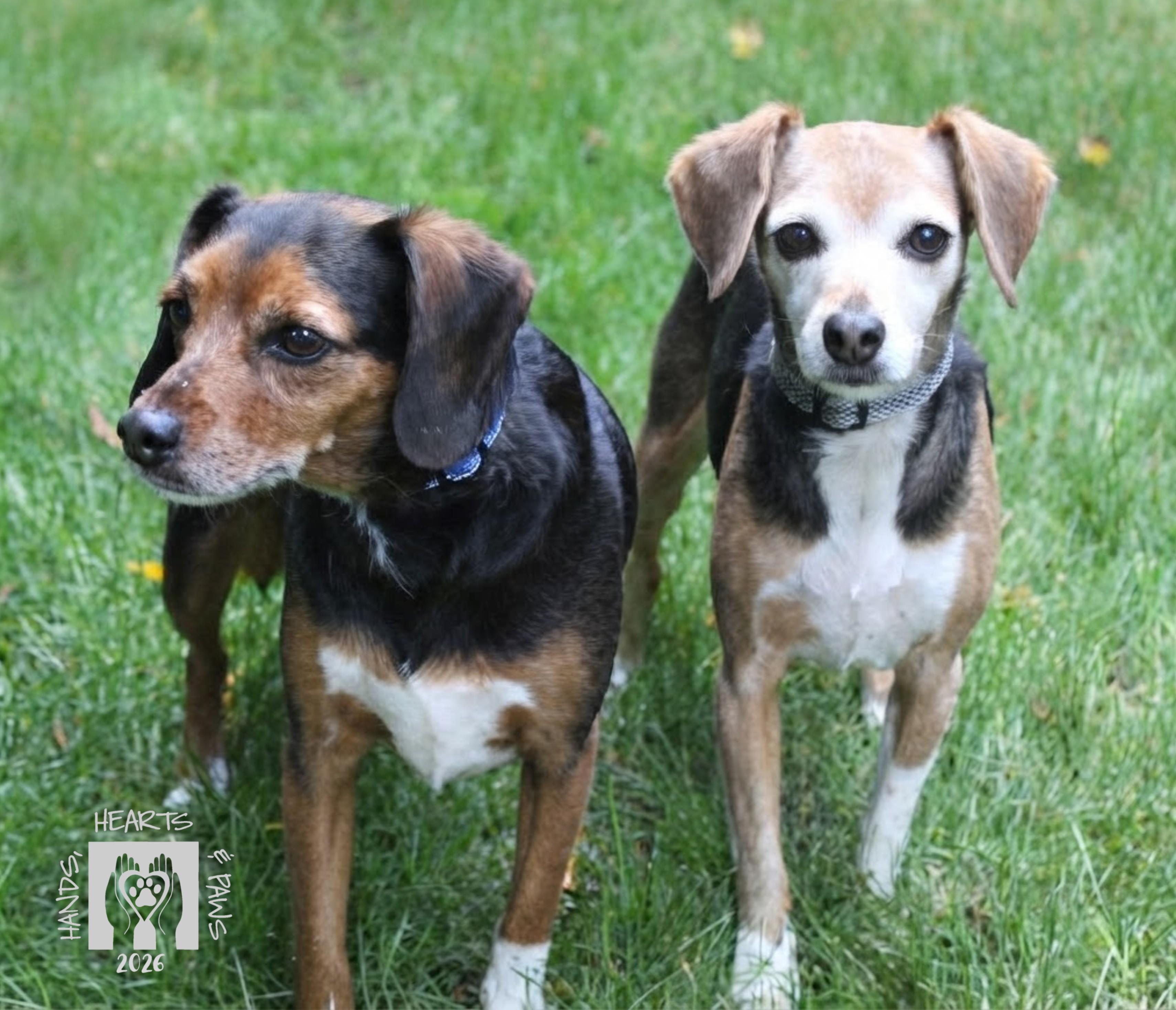 Enlarge Paige & Whinnie (bonded pair), a Adoptable mixed breed in Omaha, NE image 3/5