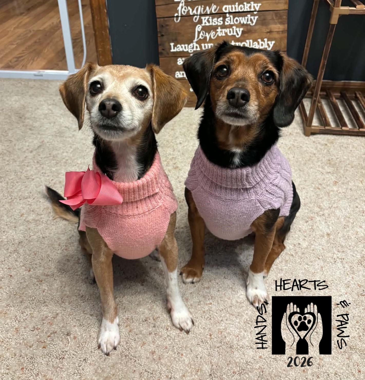 Enlarge Paige & Whinnie (bonded pair), a Adoptable mixed breed in Omaha, NE image 1/5