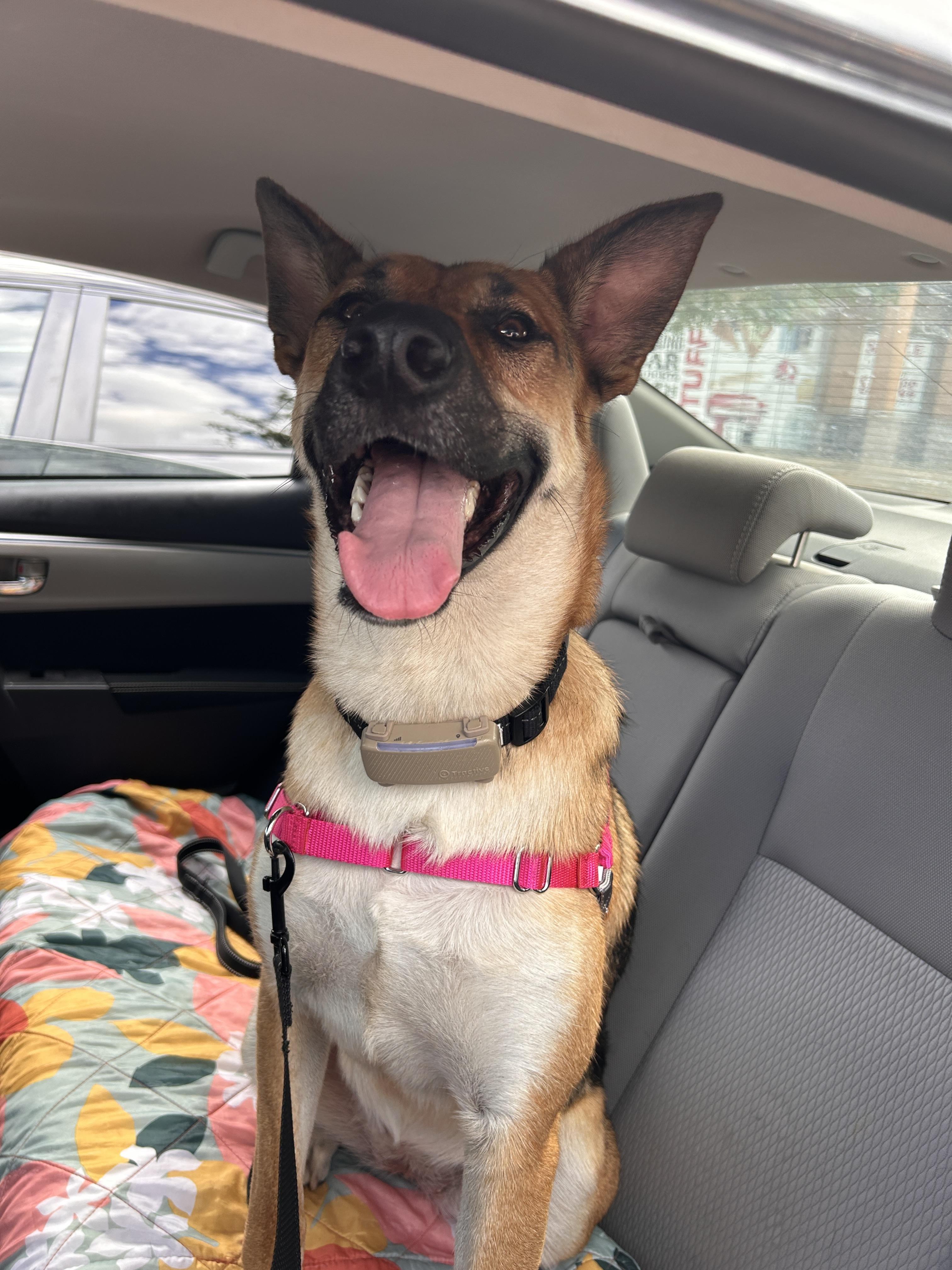 Sury, Adoptable, Adult Female German Shepherd Dog & Husky.