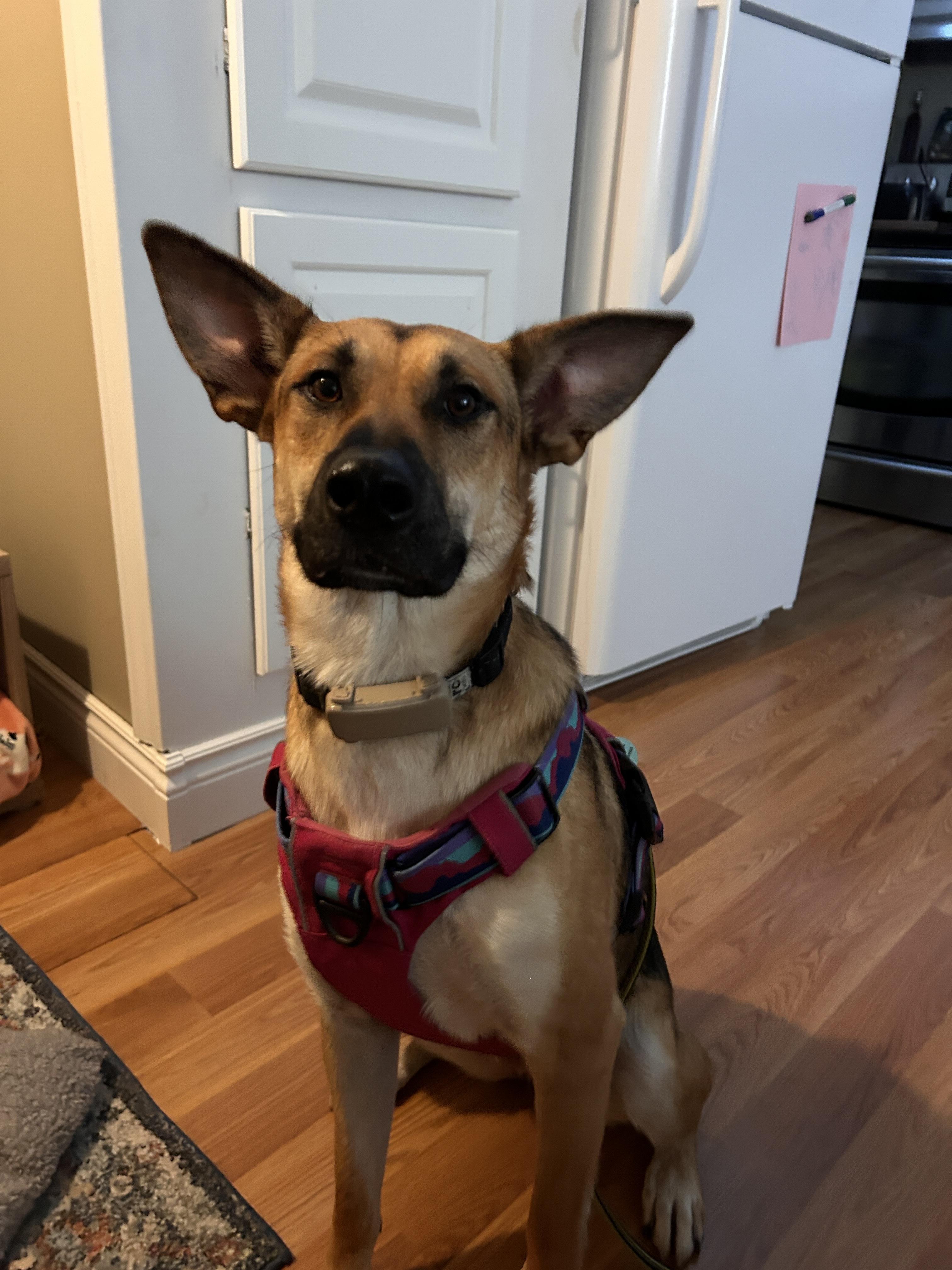 Enlarge Sury, a Adoptable mixed breed in Erin, ON image 2/6