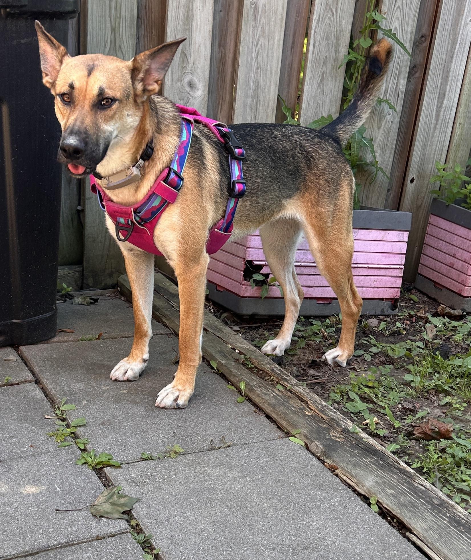 Enlarge Sury, a Adoptable mixed breed in Erin, ON image 3/6