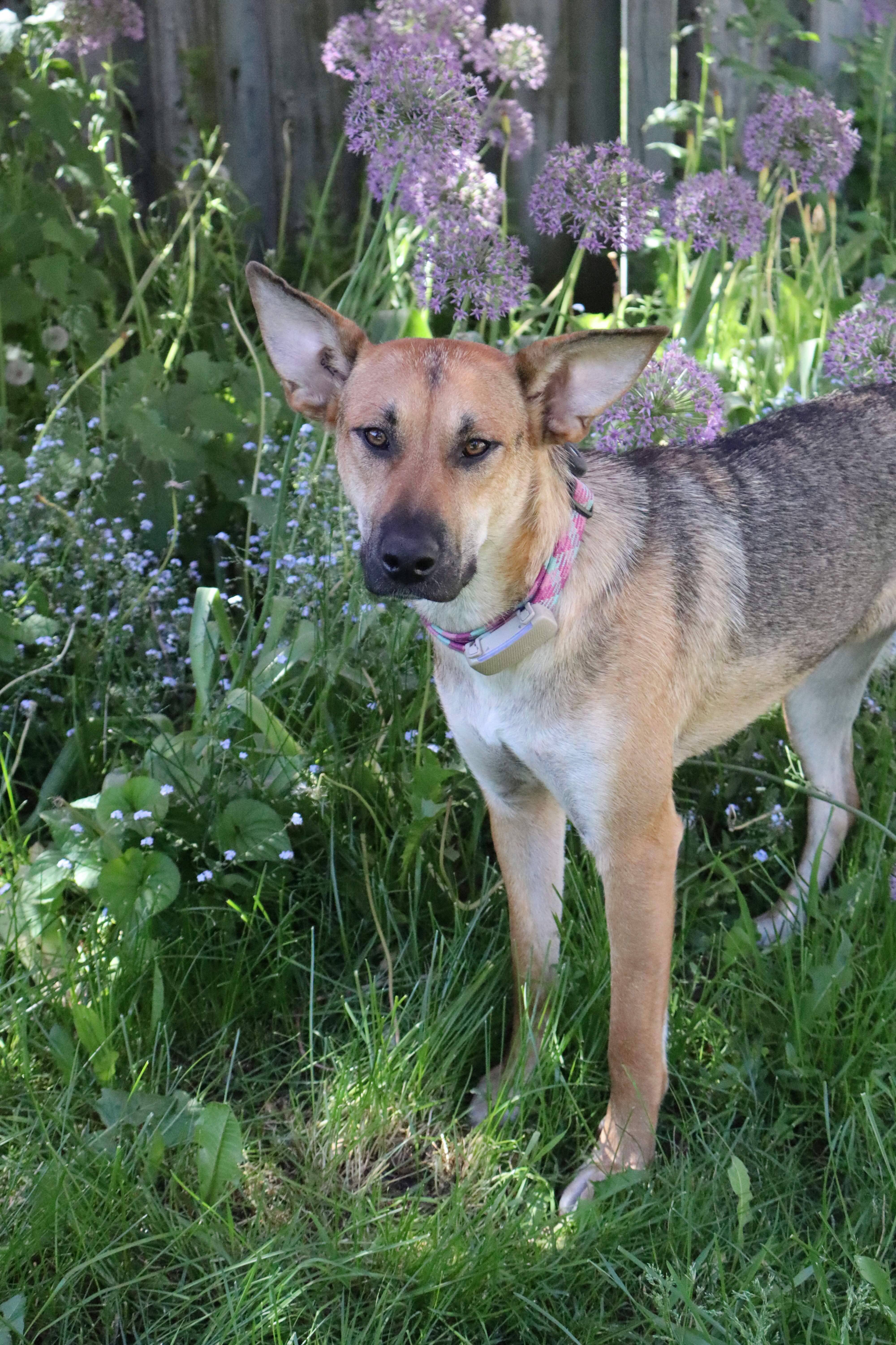 Enlarge Sury, a Adoptable mixed breed in Erin, ON image 5/6