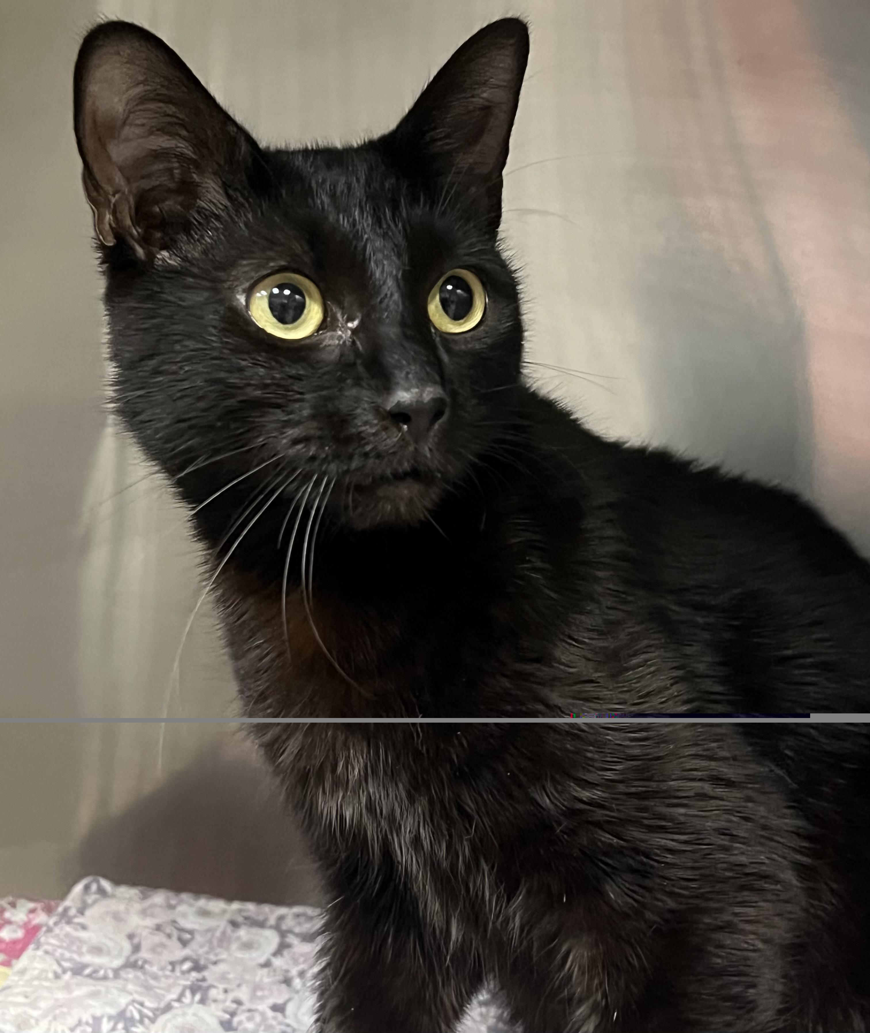 Maxie, a ADOPTABLE Domestic Short Hair in Johnston, RI image 5/6