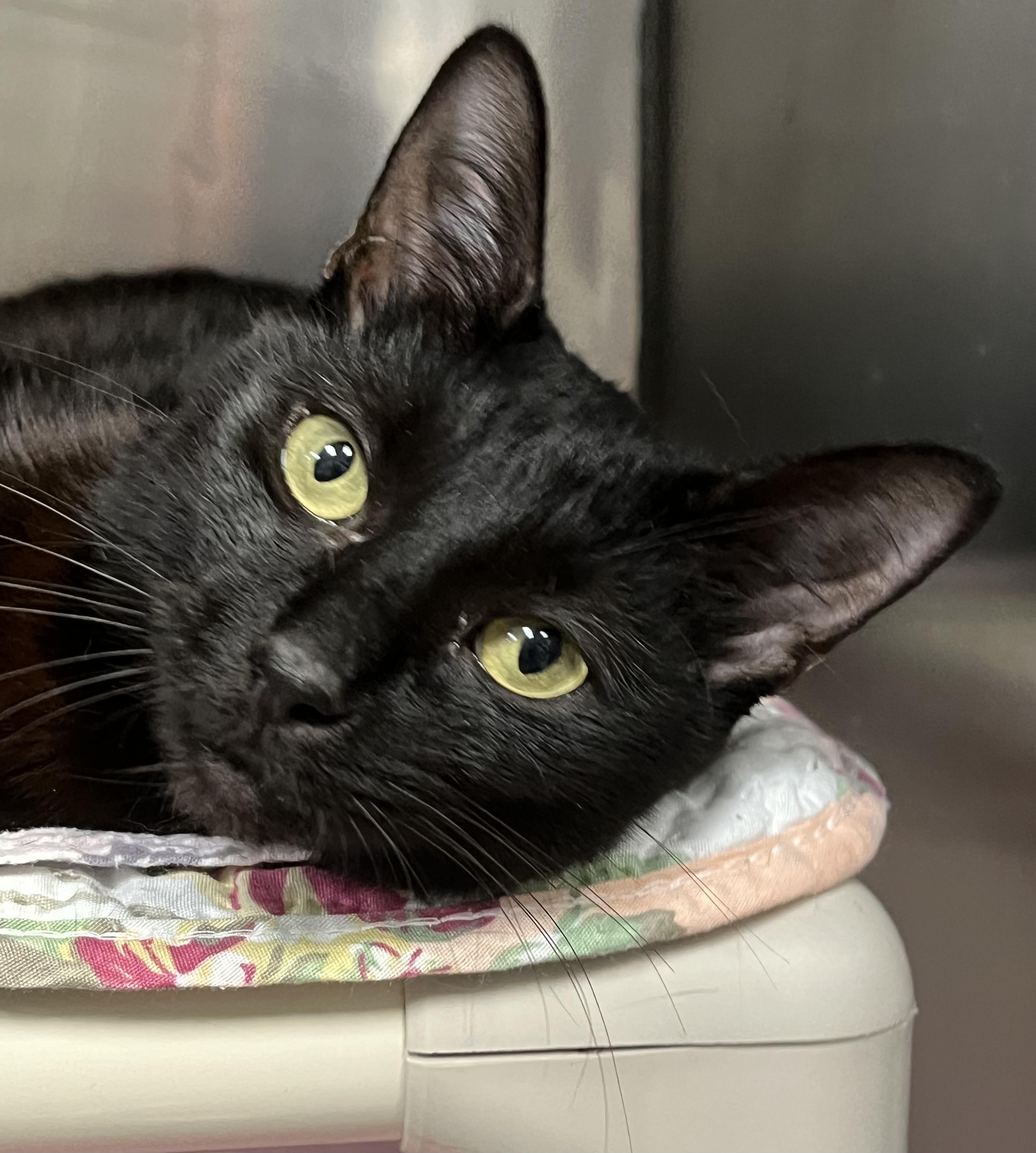 Maxie, a ADOPTABLE Domestic Short Hair in Johnston, RI image 4/6