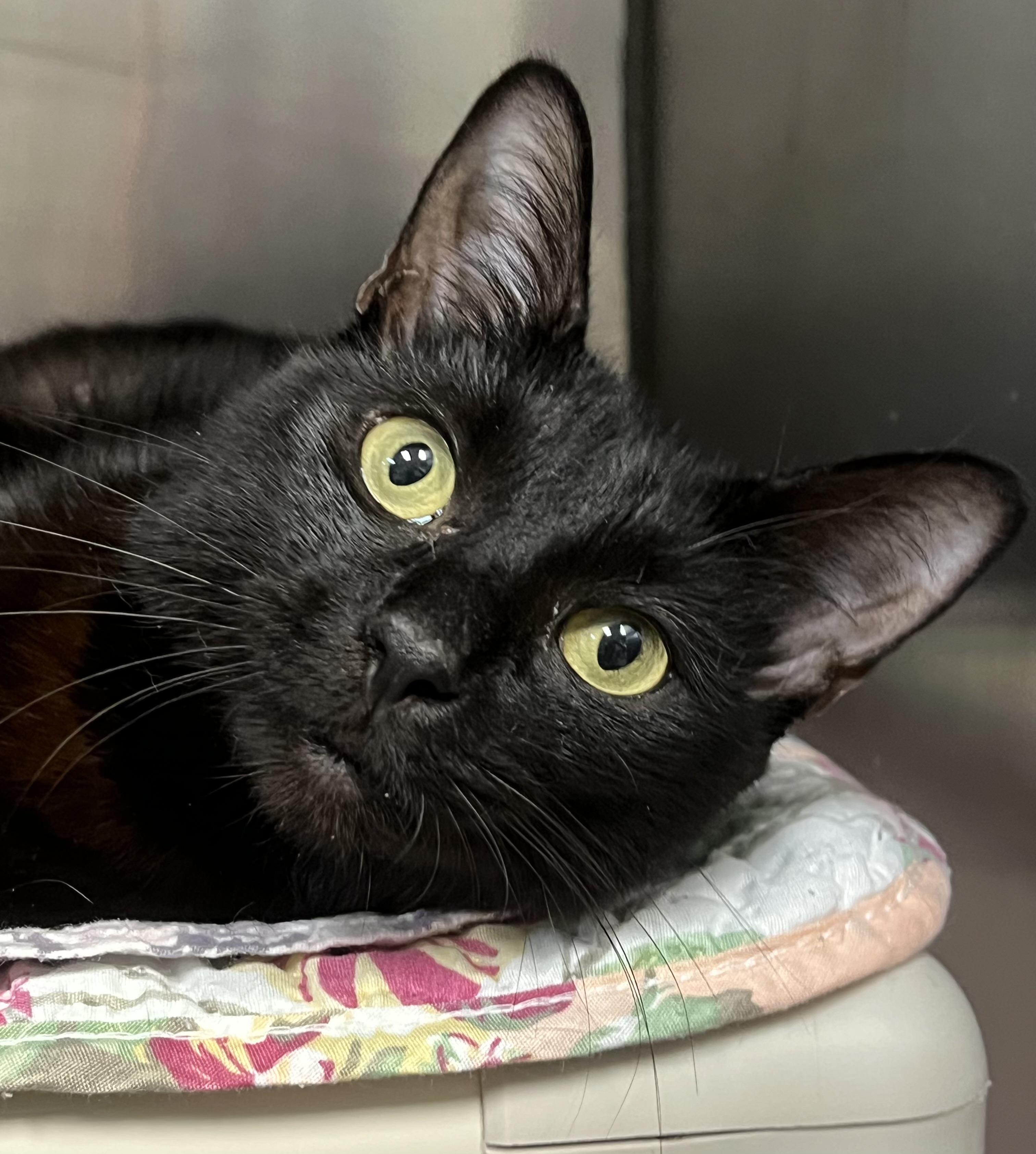 Maxie, ADOPTABLE, Young Female Domestic Short Hair.
