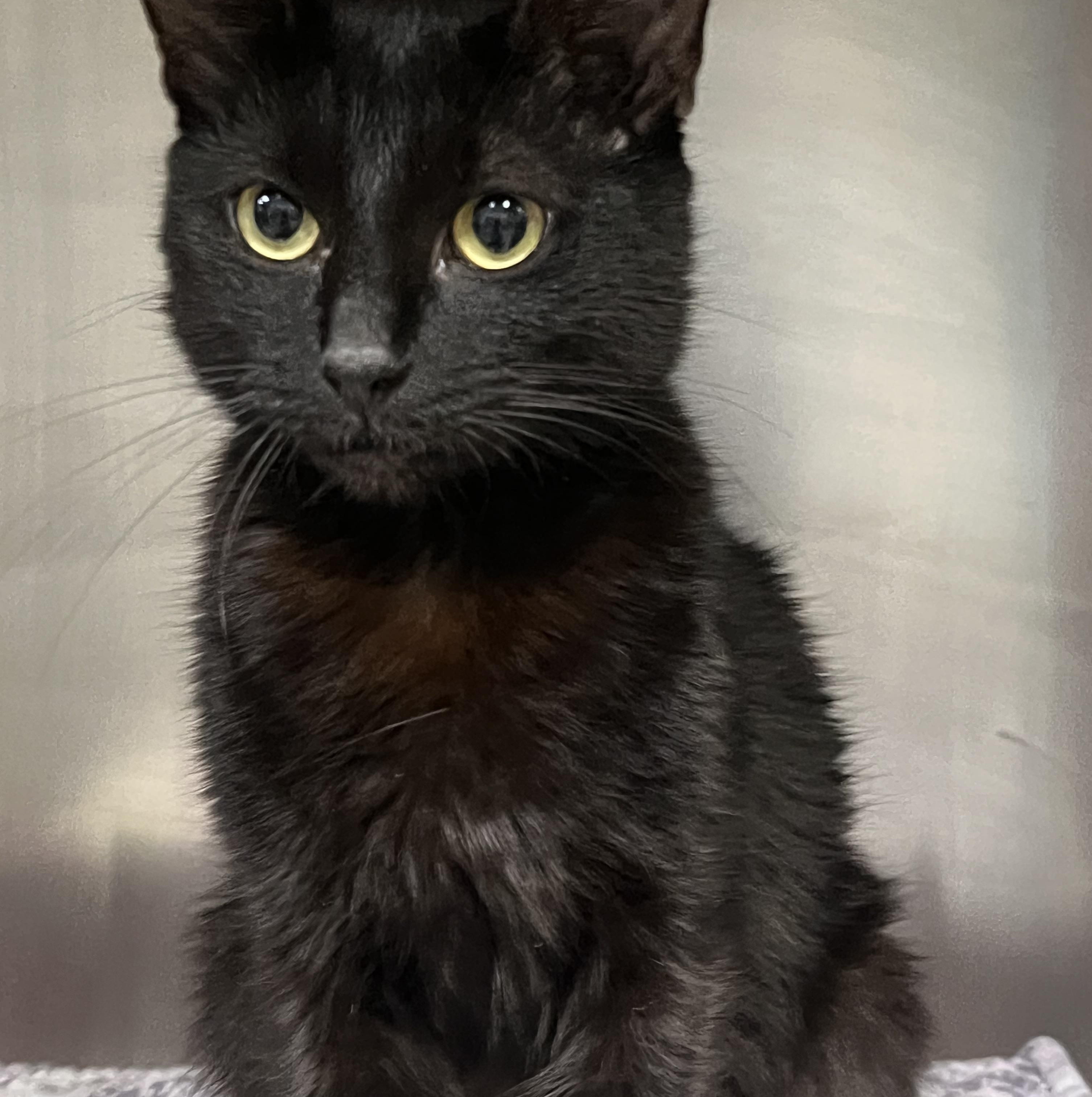 Maxie, a ADOPTABLE Domestic Short Hair in Johnston, RI image 2/6