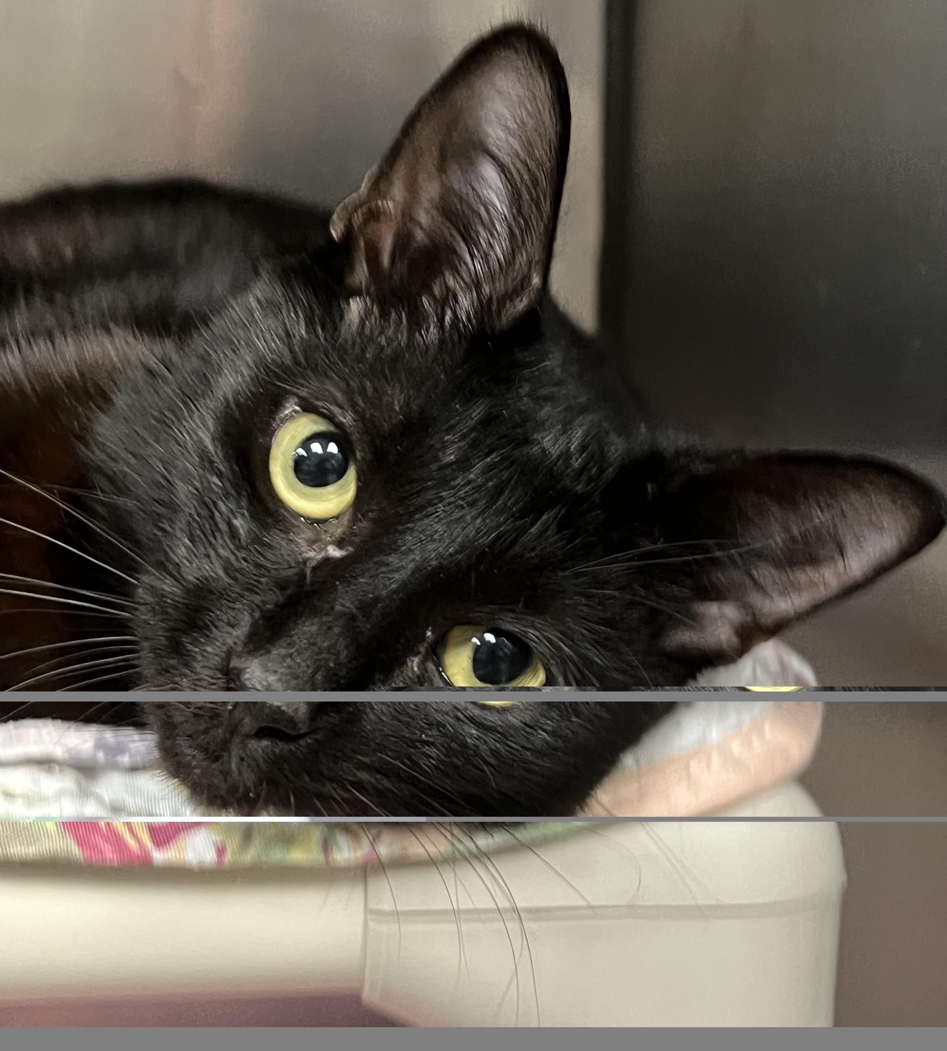 Maxie, a ADOPTABLE Domestic Short Hair in Johnston, RI image 6/6