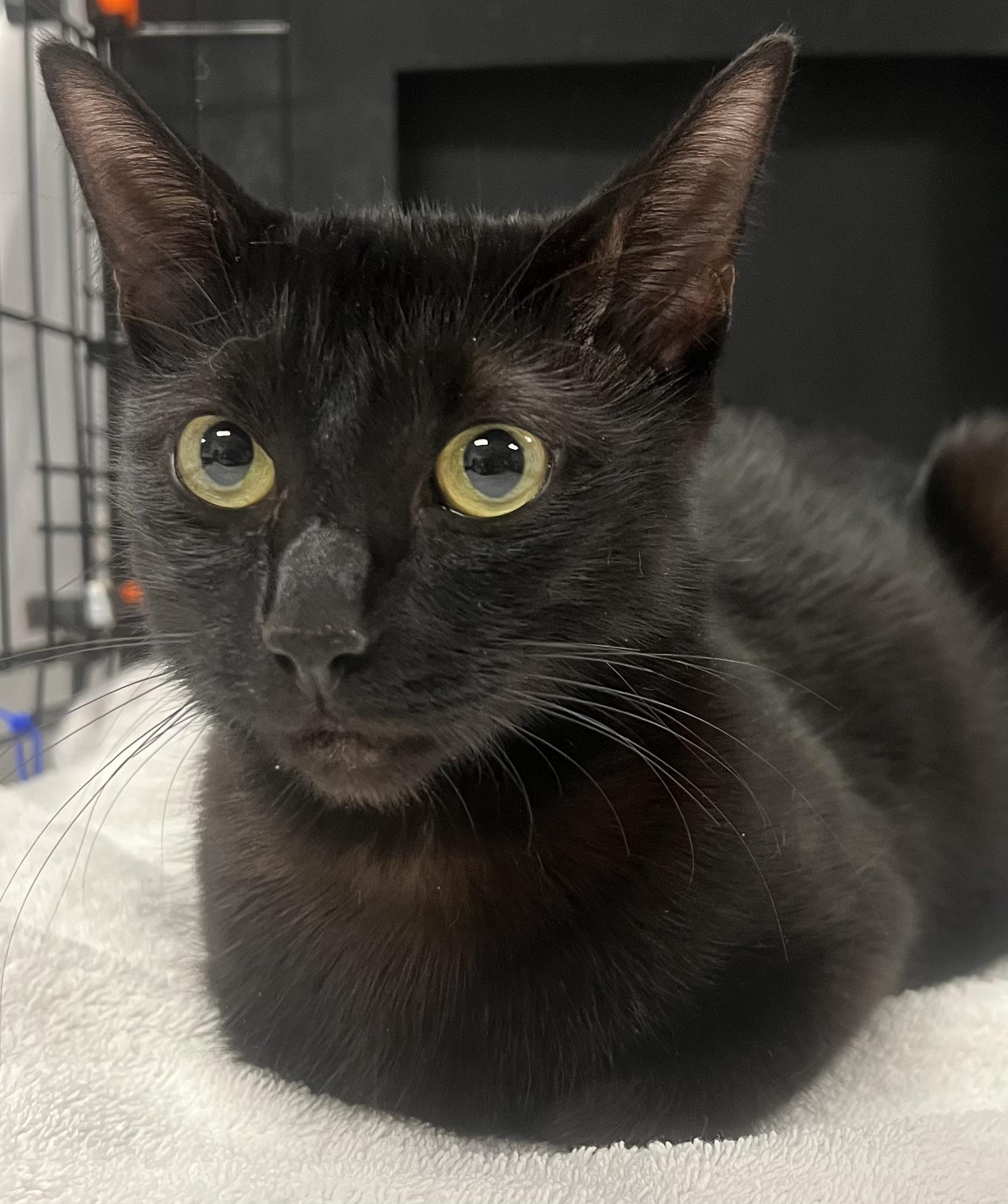 Maxie, a ADOPTABLE Domestic Short Hair in Johnston, RI image 3/6
