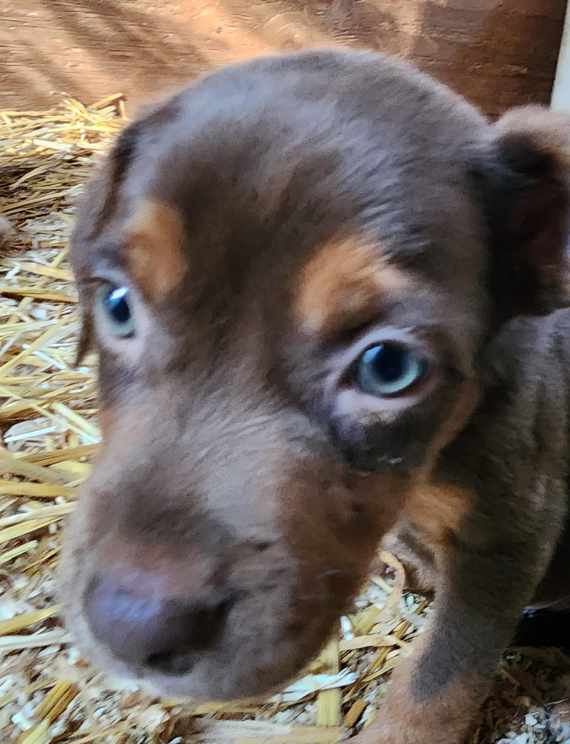 Enlarge Cory, a Adoptable mixed breed in Lafayette, CA image 1/1