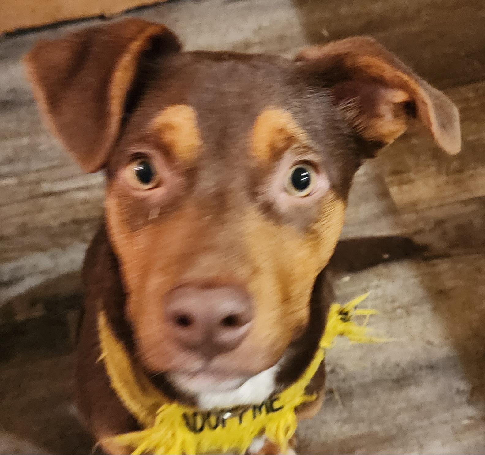 Cory, Adoptable, Young Male Manchester Terrier.